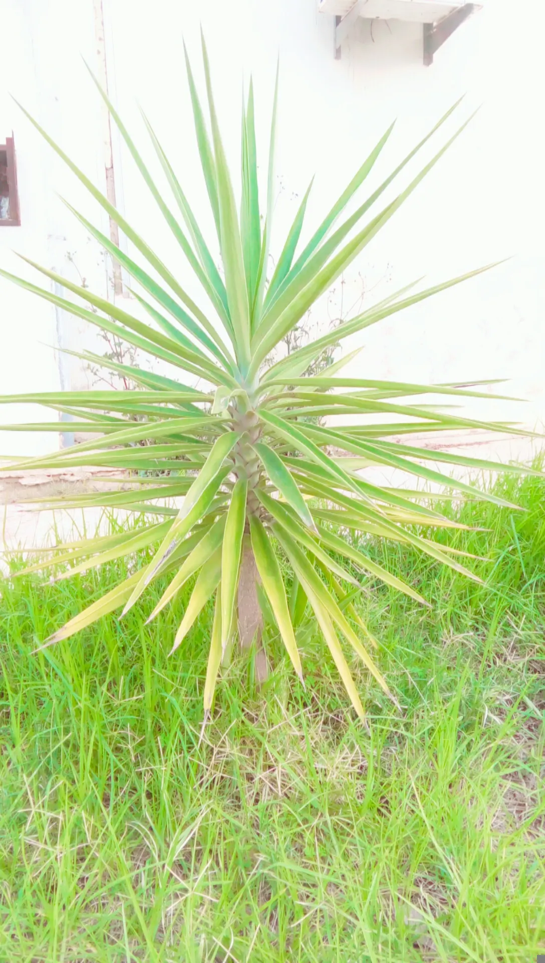 Mohave Yucca (Yucca Schidigera) — the Mohave Yucca thrives in full sun exposure and prefers well-drained soils; enhancing the biodiversity of your garden