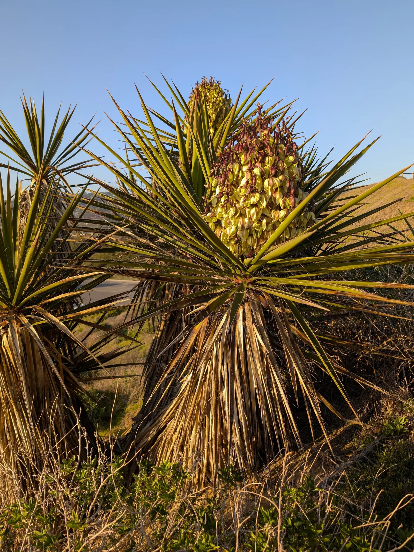 Mohave Yucca (Yucca Schidigera) — Ideal for xeriscaping, it requires minimal water and thrives in full sun with well-draining soil; sword-shaped, image 62