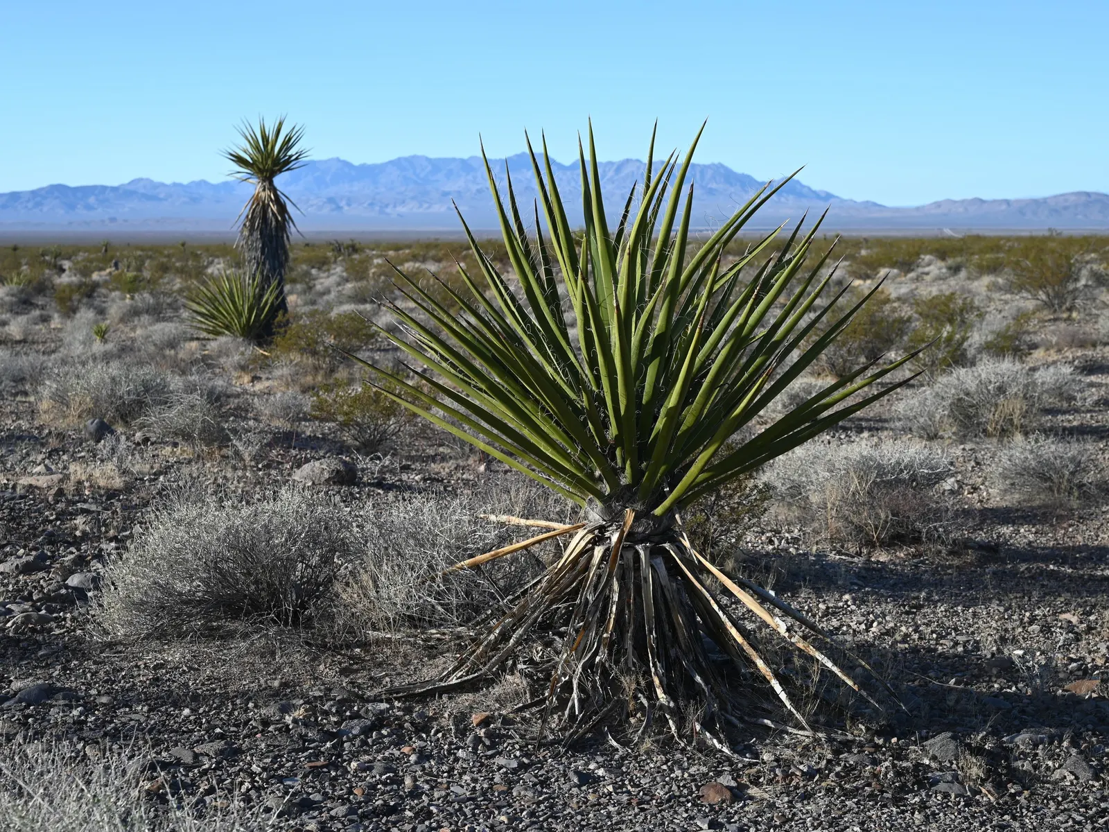 Mohave Yucca (Yucca Schidigera) — which blossom on a 2 to 3-foot tall spike; enhancing the biodiversity of your garden, image 76