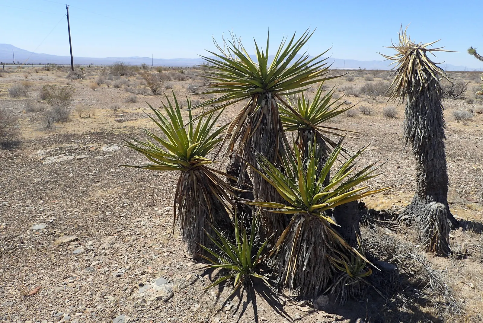 Mohave Yucca (Yucca Schidigera) — It boasts a rosette of rigid