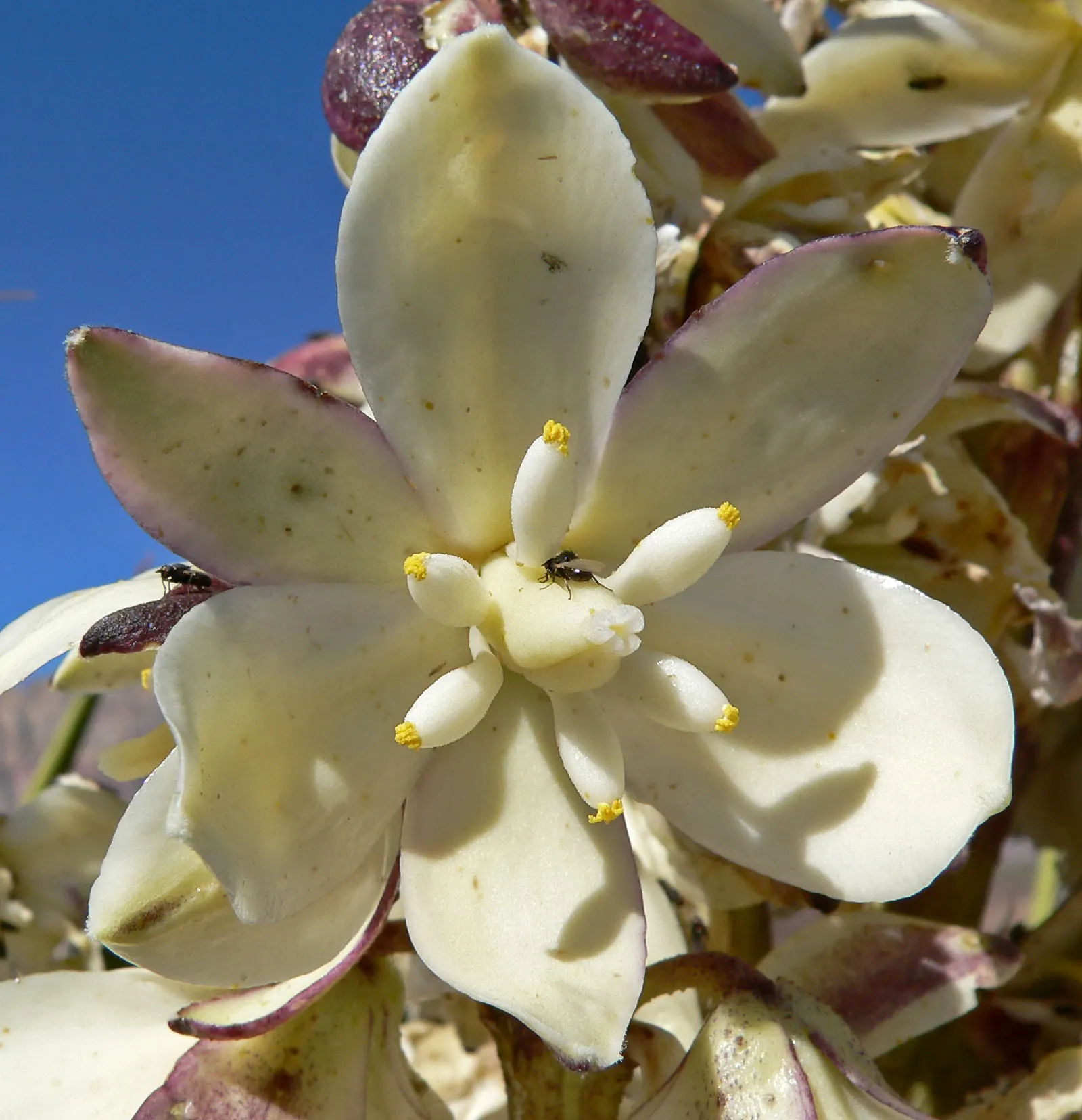 Mohave Yucca (Yucca Schidigera) — due to a bluish-green hue; sword-shaped leaves are typically about 1.5 to 2 feet long