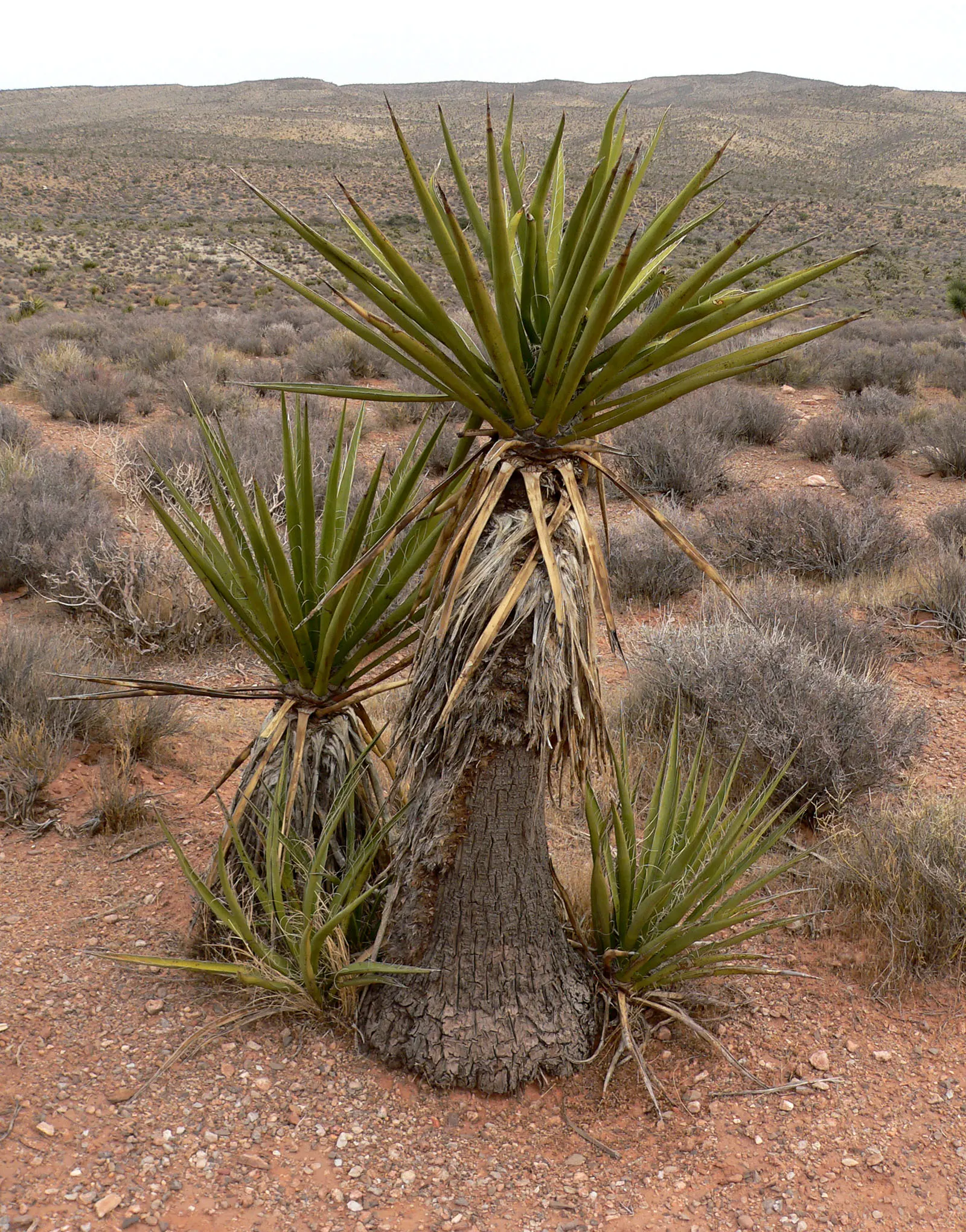Mohave Yucca (Yucca Schidigera) — The Mohave Yucca, or Yucca schidigera, is a resilient evergreen shrub native to the deserts of the Southwest; reaching 5 to