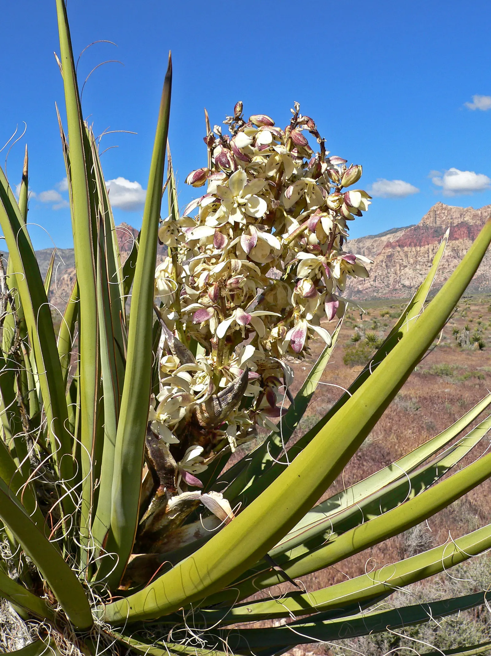 Mohave Yucca (Yucca Schidigera) — the Mojave Yucca provides not just aesthetic appeal but also doubles as habitat and food for native wildlife