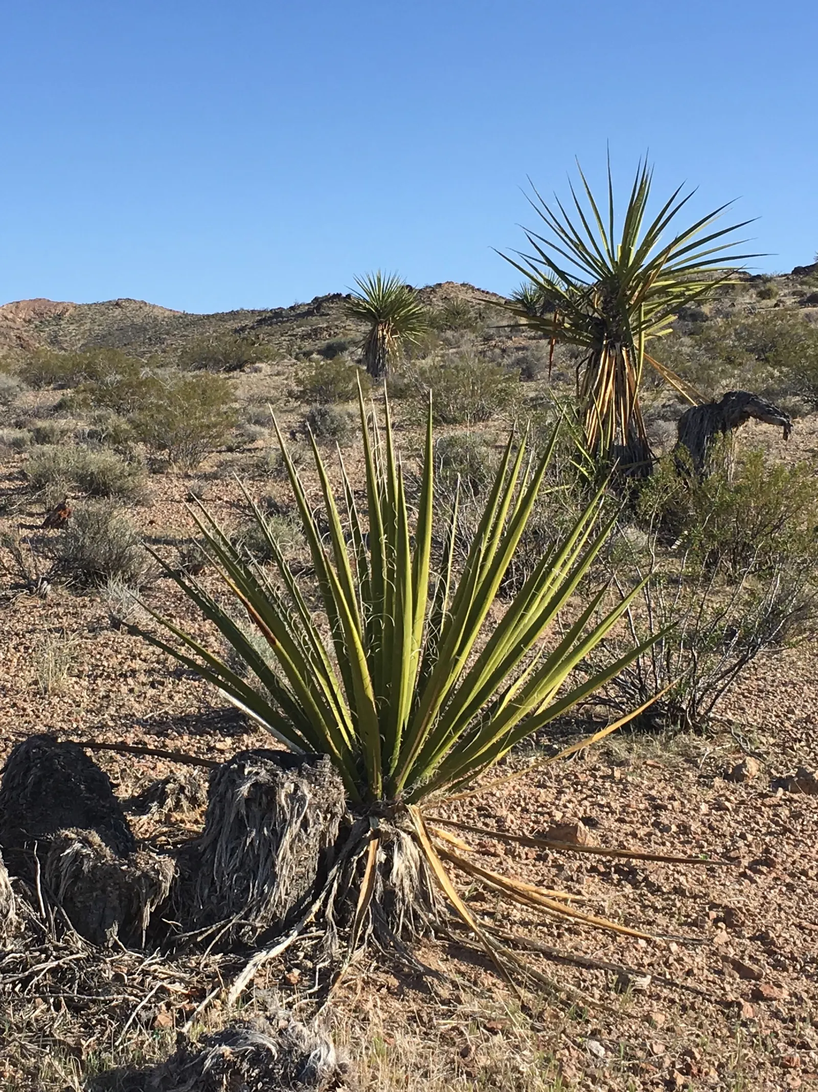 Mohave Yucca (Yucca Schidigera) — white flowers in the garden