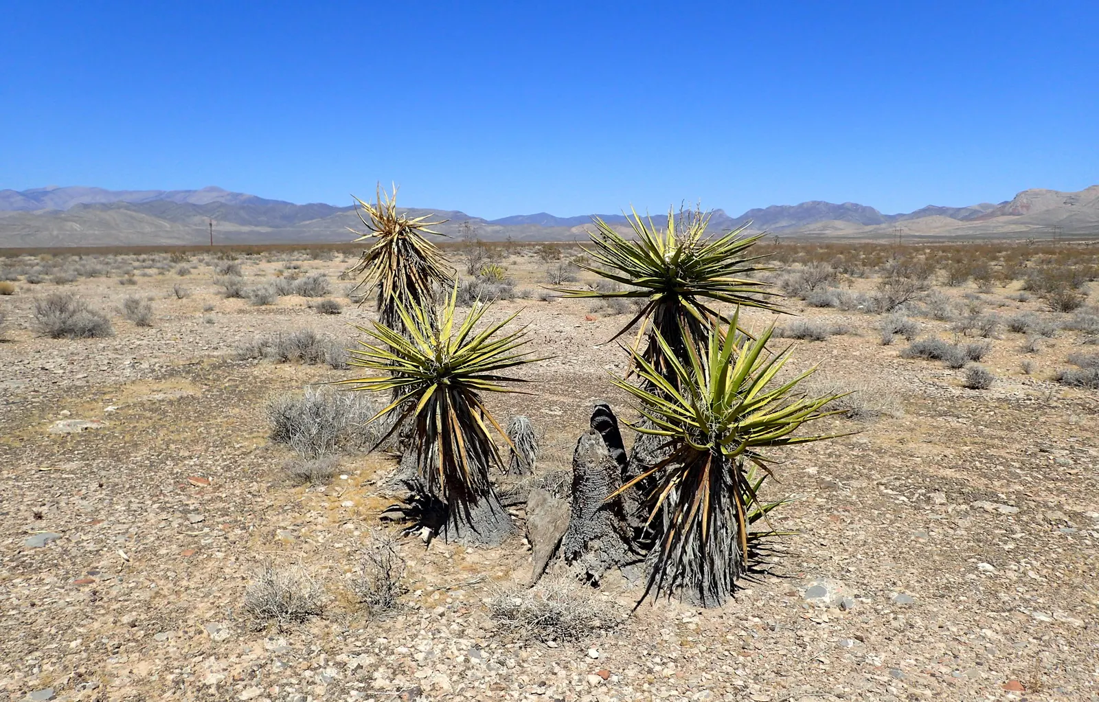 Mohave Yucca (Yucca Schidigera) — It is cold tolerant down to 0°F, making it suitable for USDA zones 6 through 11; reaching 5 to 16 feet tall
