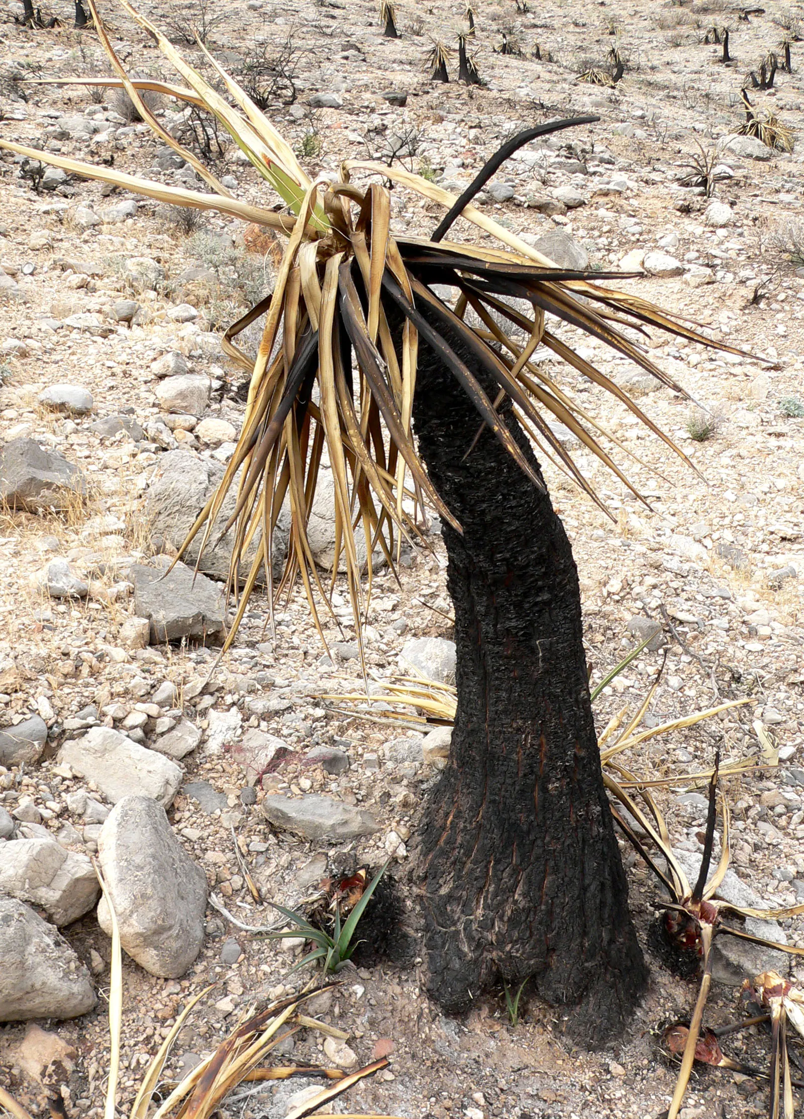 Mohave Yucca (Yucca Schidigera) — An infrequent yet deep watering regimen best suits this plant