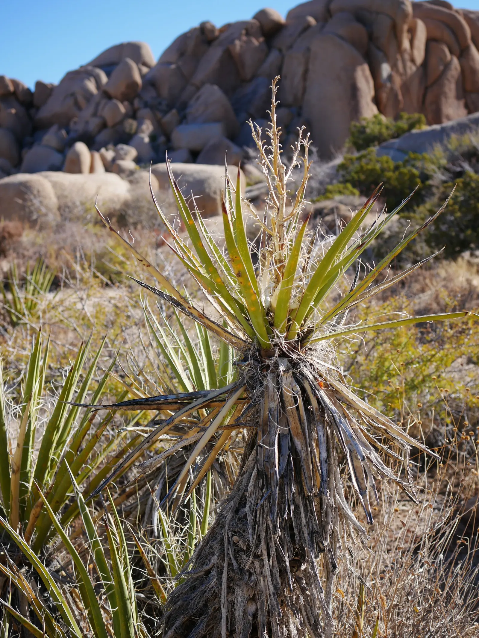 Mohave Yucca (Yucca Schidigera) — reaching 5 to 16 feet tall