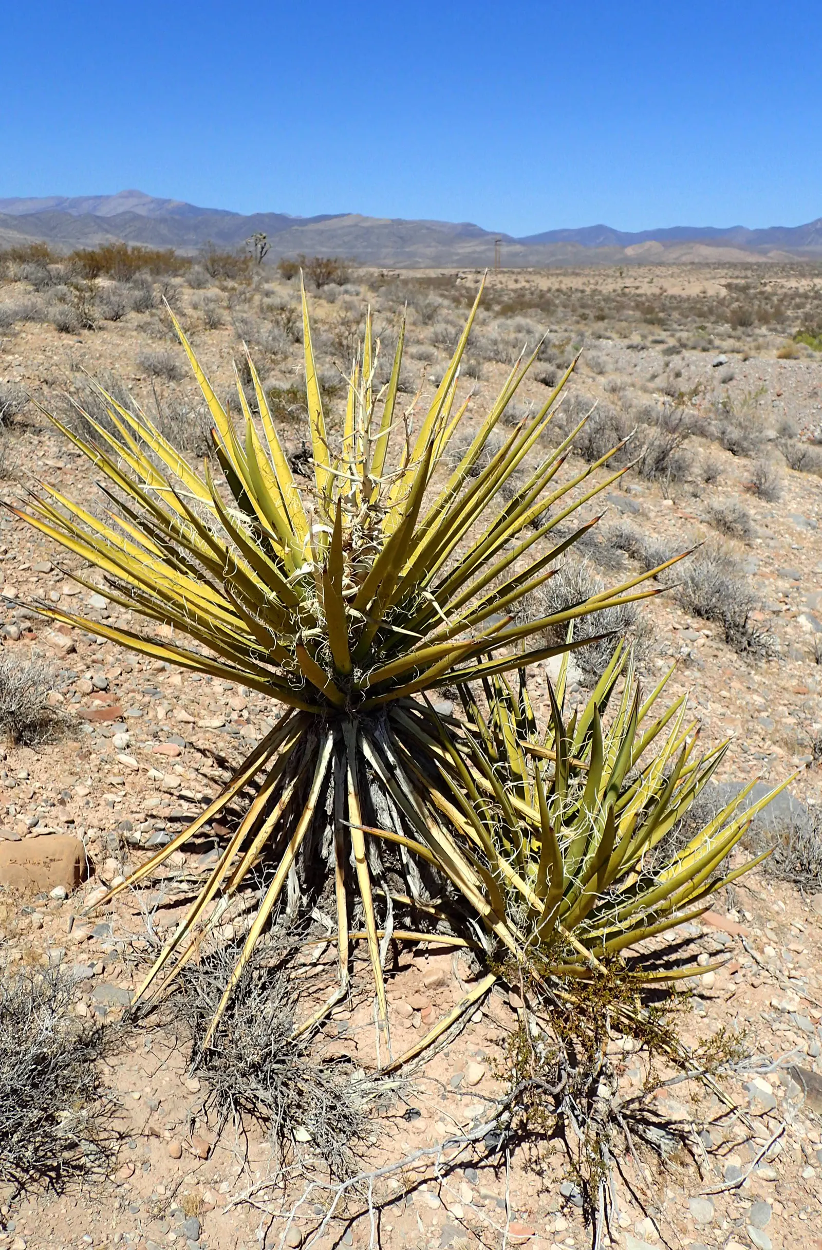 Mohave Yucca (Yucca Schidigera) — shrub with white blooms; an infrequent yet deep watering regimen best suits this plant, image 83