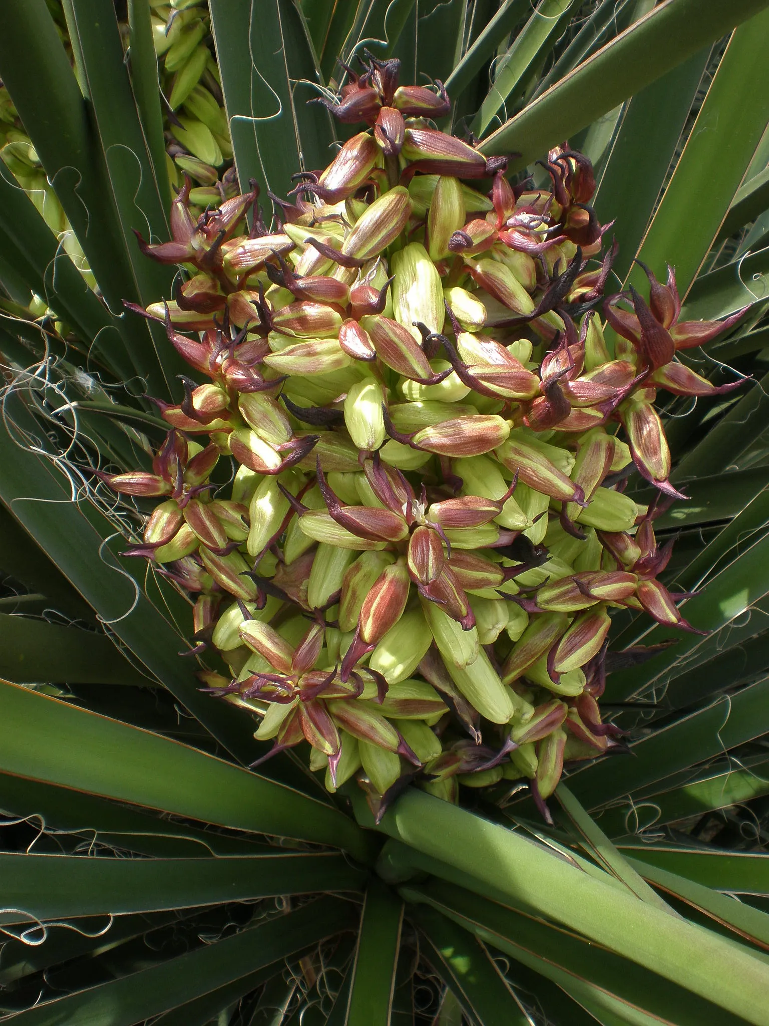 Mohave Yucca (Yucca Schidigera) — It boasts a rosette of rigid; sword-shaped leaves are typically about 1.5 to 2 feet long, image 58