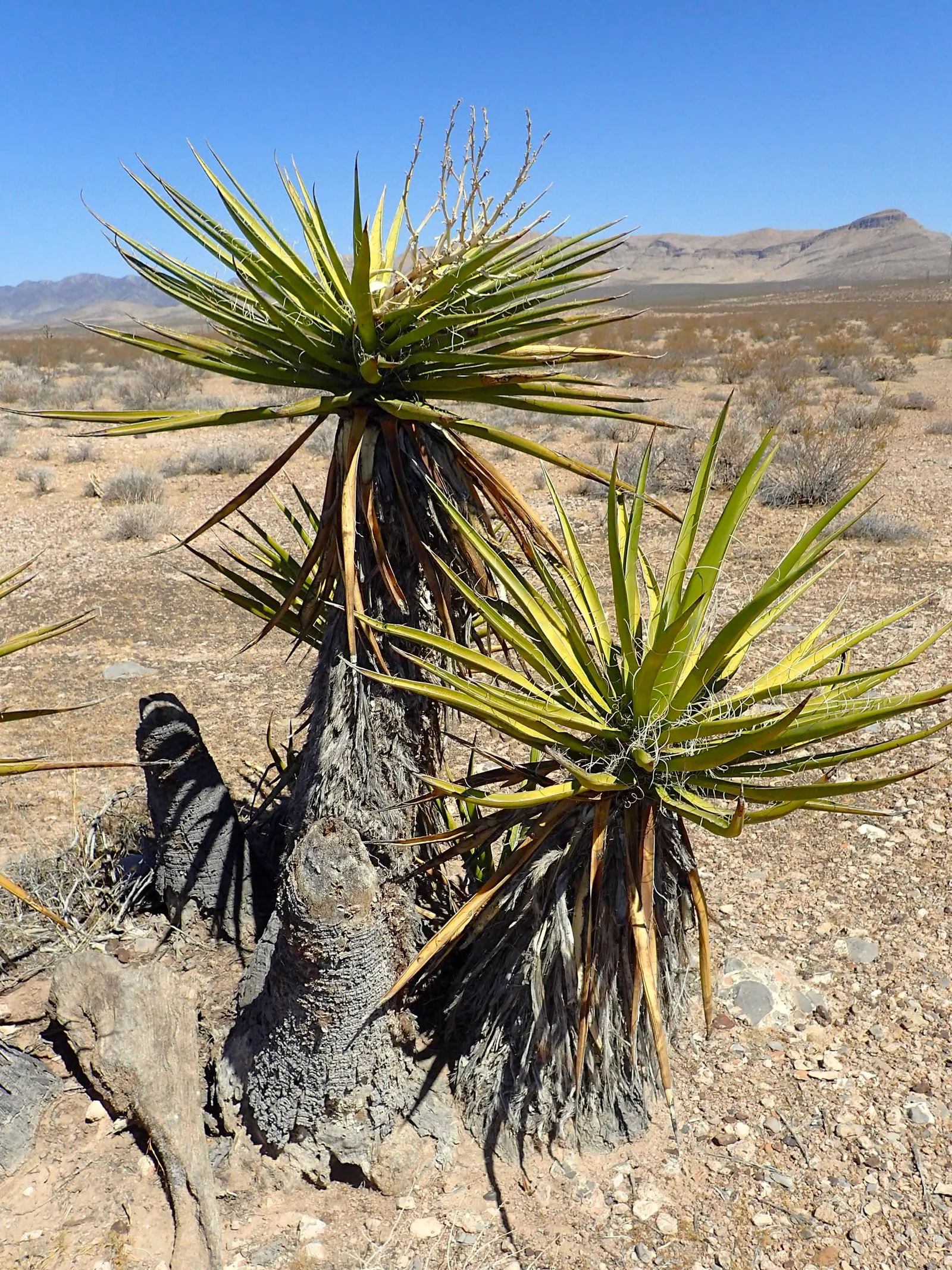 Mohave Yucca (Yucca Schidigera) — arranged in a dense rosette; enhancing the biodiversity of your garden