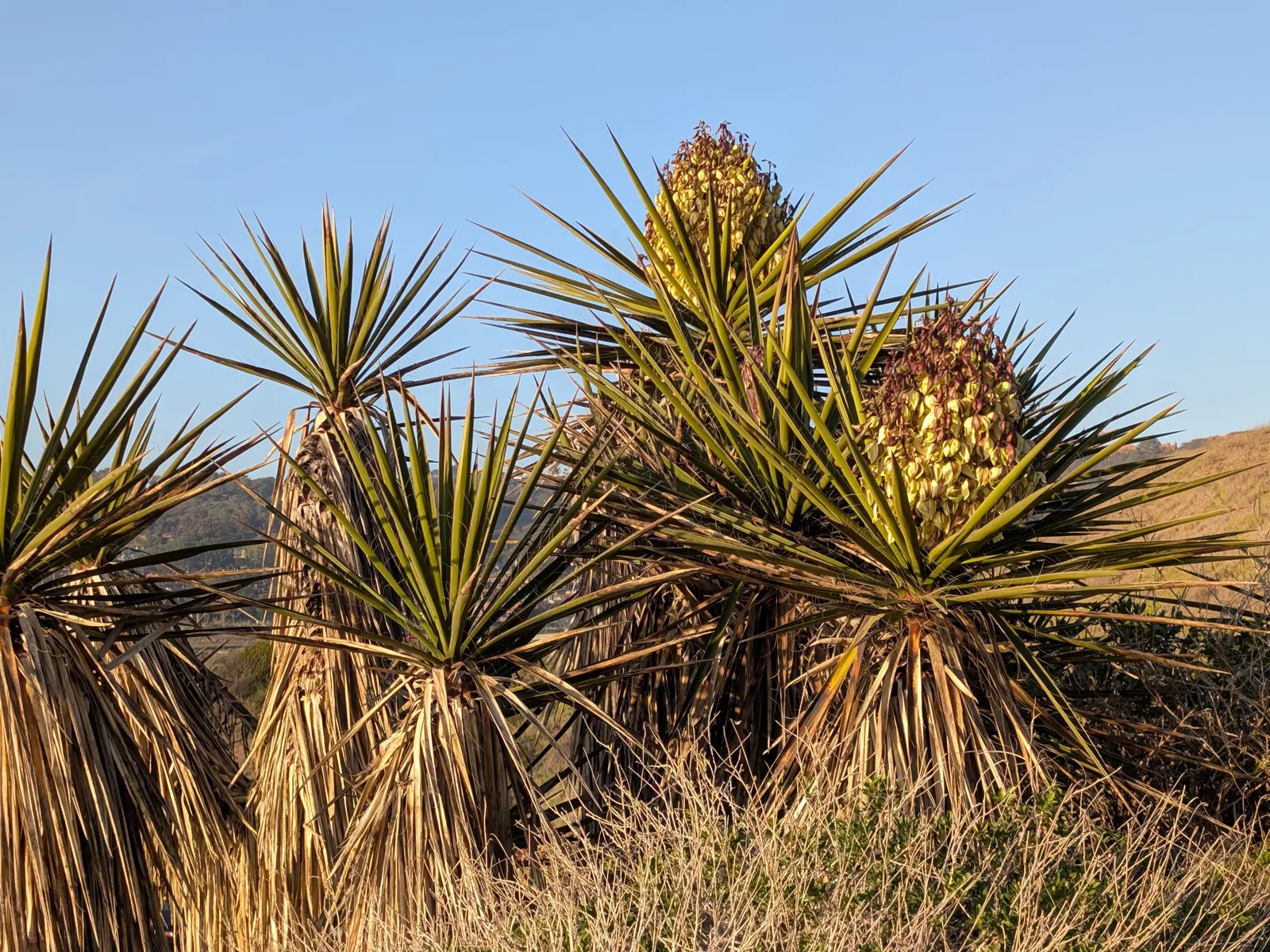 Mohave Yucca (Yucca Schidigera) — It is cold tolerant down to 0&deg;F, making it suitable for USDA zones 6 through 11