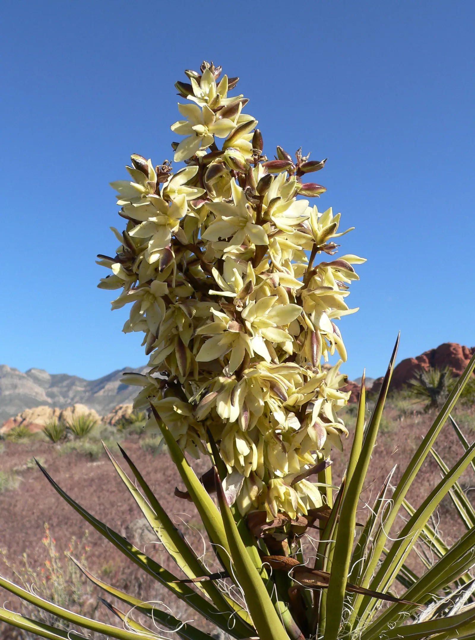 Mohave Yucca (Yucca Schidigera) — enhancing the biodiversity of your garden