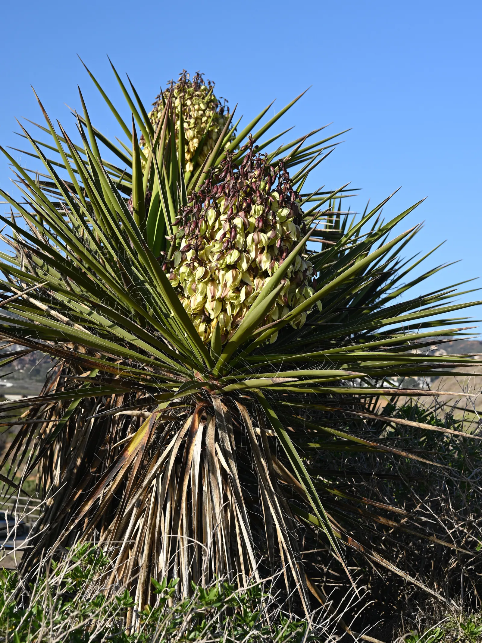 Mohave Yucca (Yucca Schidigera) — When considering this plant for landscape design; sword-shaped leaves are typically about 1.5 to 2 feet long, image 78