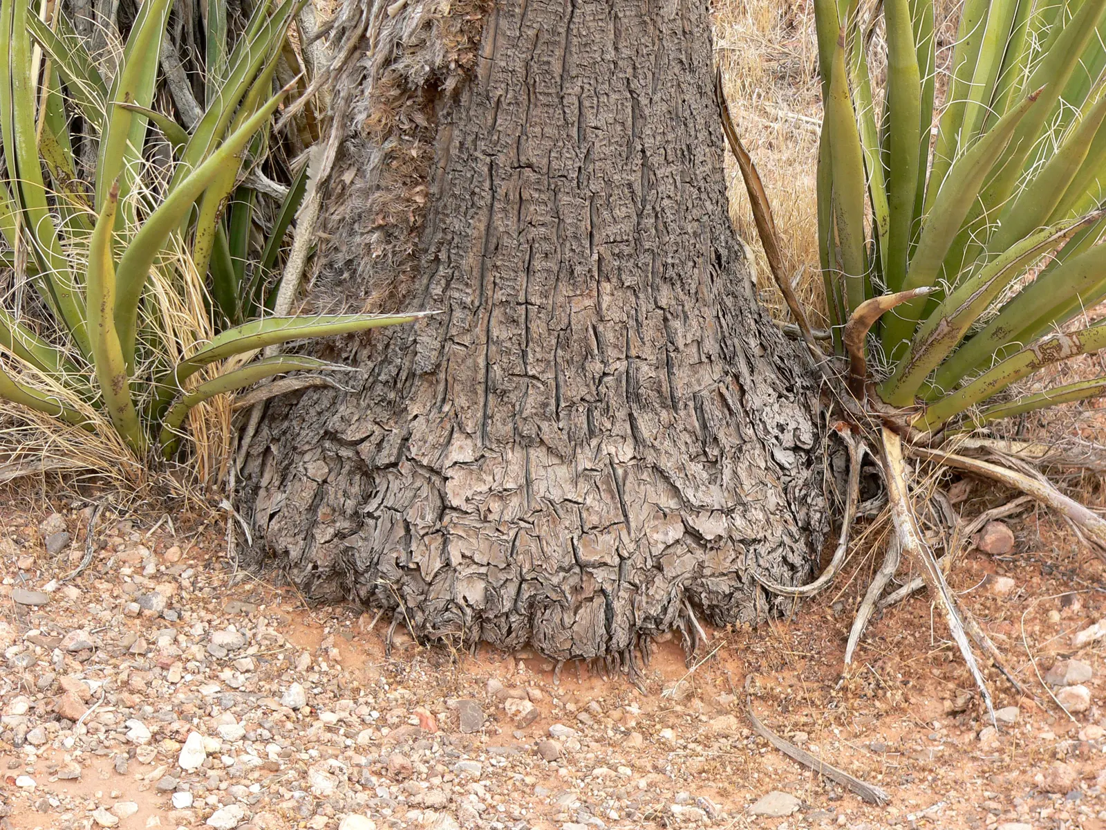 Mohave Yucca (Yucca Schidigera) — especially during extended dry periods; an infrequent yet deep watering regimen best suits this plant