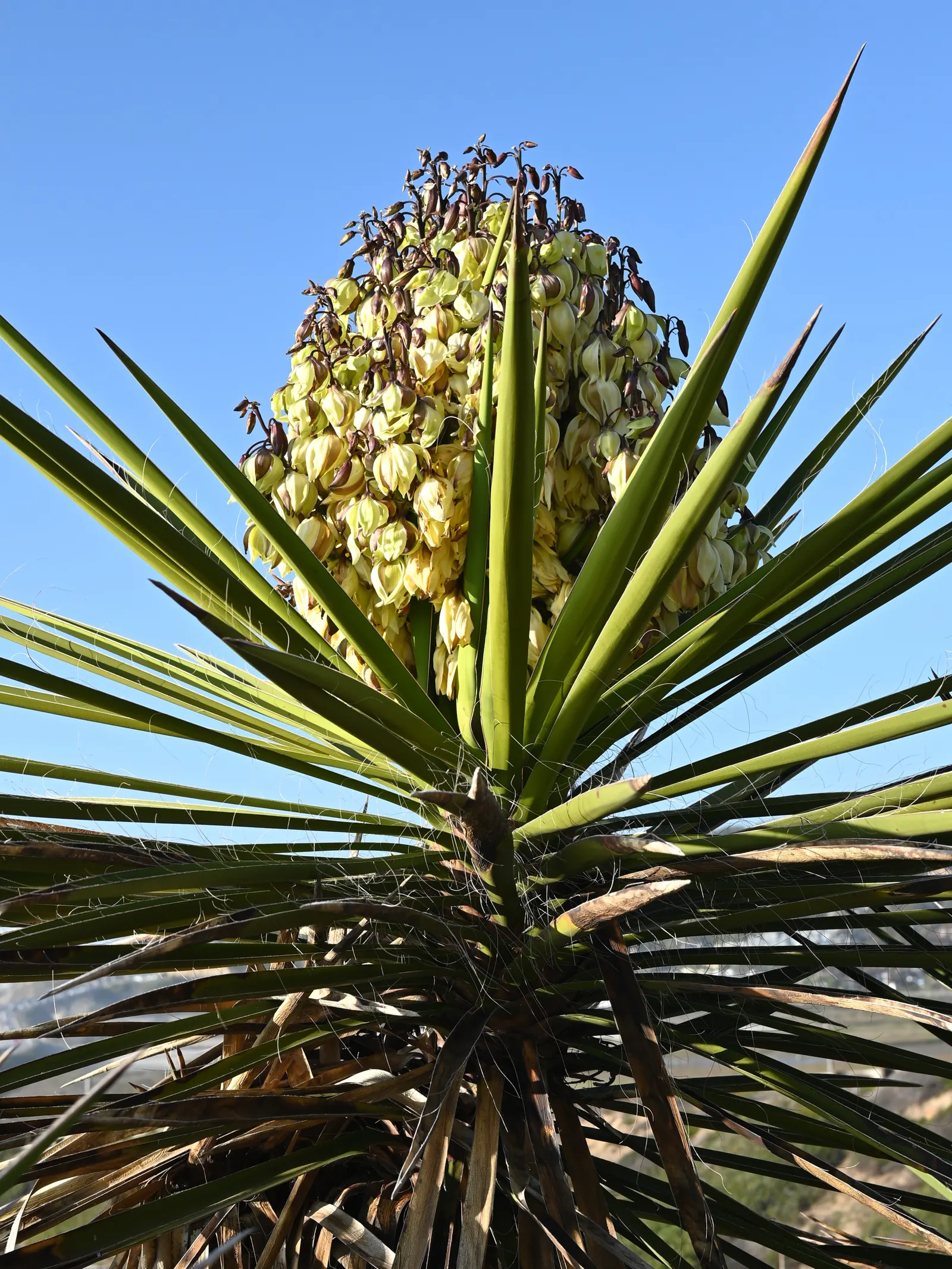 Mohave Yucca (Yucca Schidigera) — Ideal for xeriscaping, it requires minimal water and thrives in full sun with well-draining soil