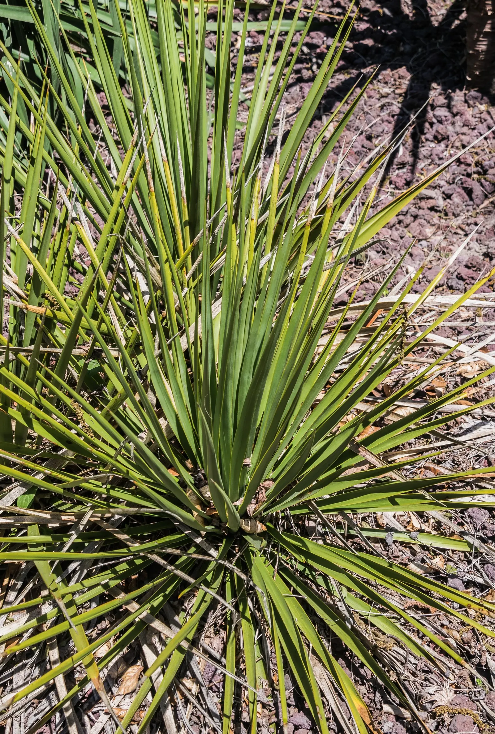 Mohave Yucca (Yucca Schidigera) — and a distinctive vertical growth habit; an infrequent yet deep watering regimen best suits this plant