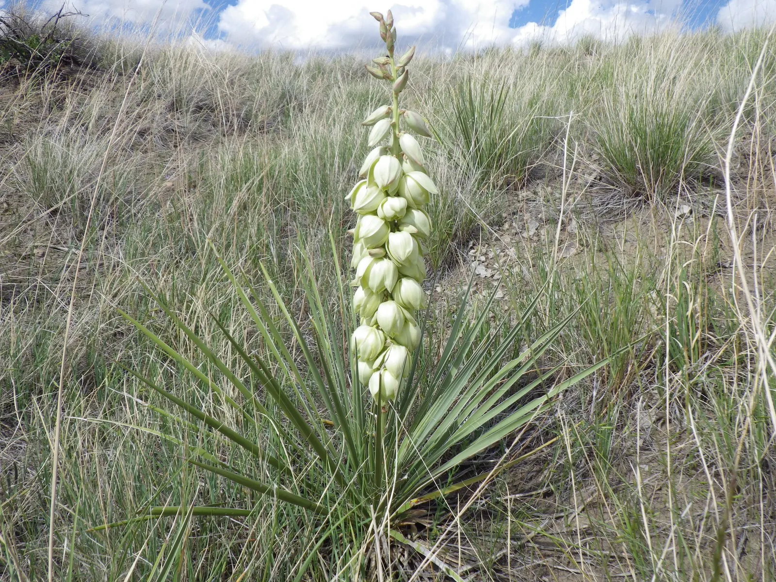 Mohave Yucca (Yucca Schidigera) — a striking evergreen plant native to the Mojave Desert; enhancing the biodiversity of your garden, image 64