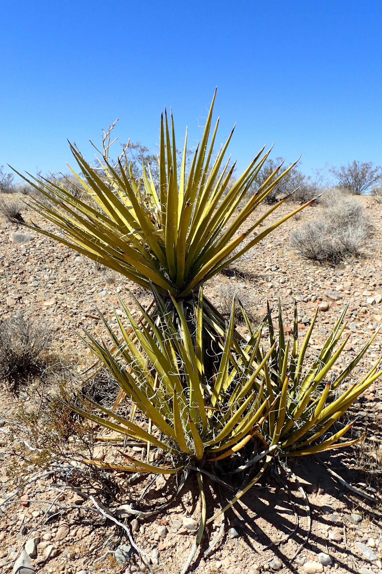 Mohave Yucca (Yucca Schidigera) — the Mohave Yucca thrives in full sun exposure and prefers well-drained soils; enhancing the biodiversity of your, image 72