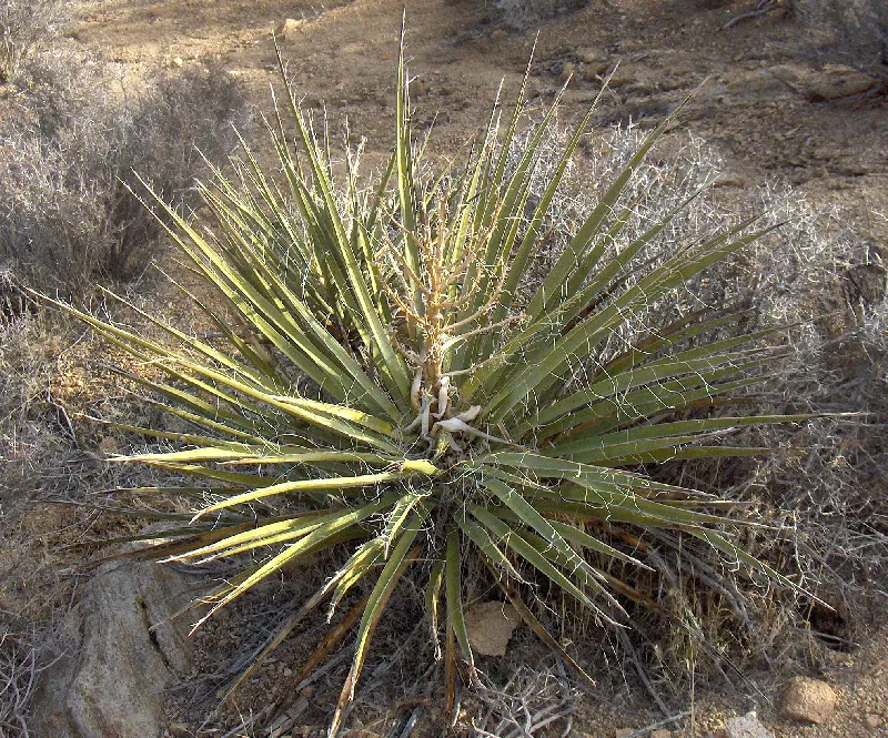 Mohave Yucca (Yucca Schidigera) — white flowers in the garden; sword-shaped leaves are typically about 1.5 to 2 feet long