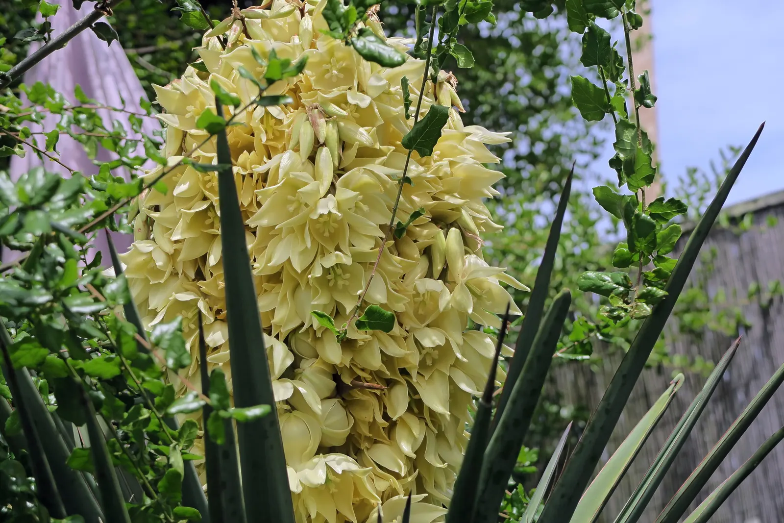 Mohave Yucca (Yucca Schidigera) — reaching 5 to 16 feet tall; enhancing the biodiversity of your garden