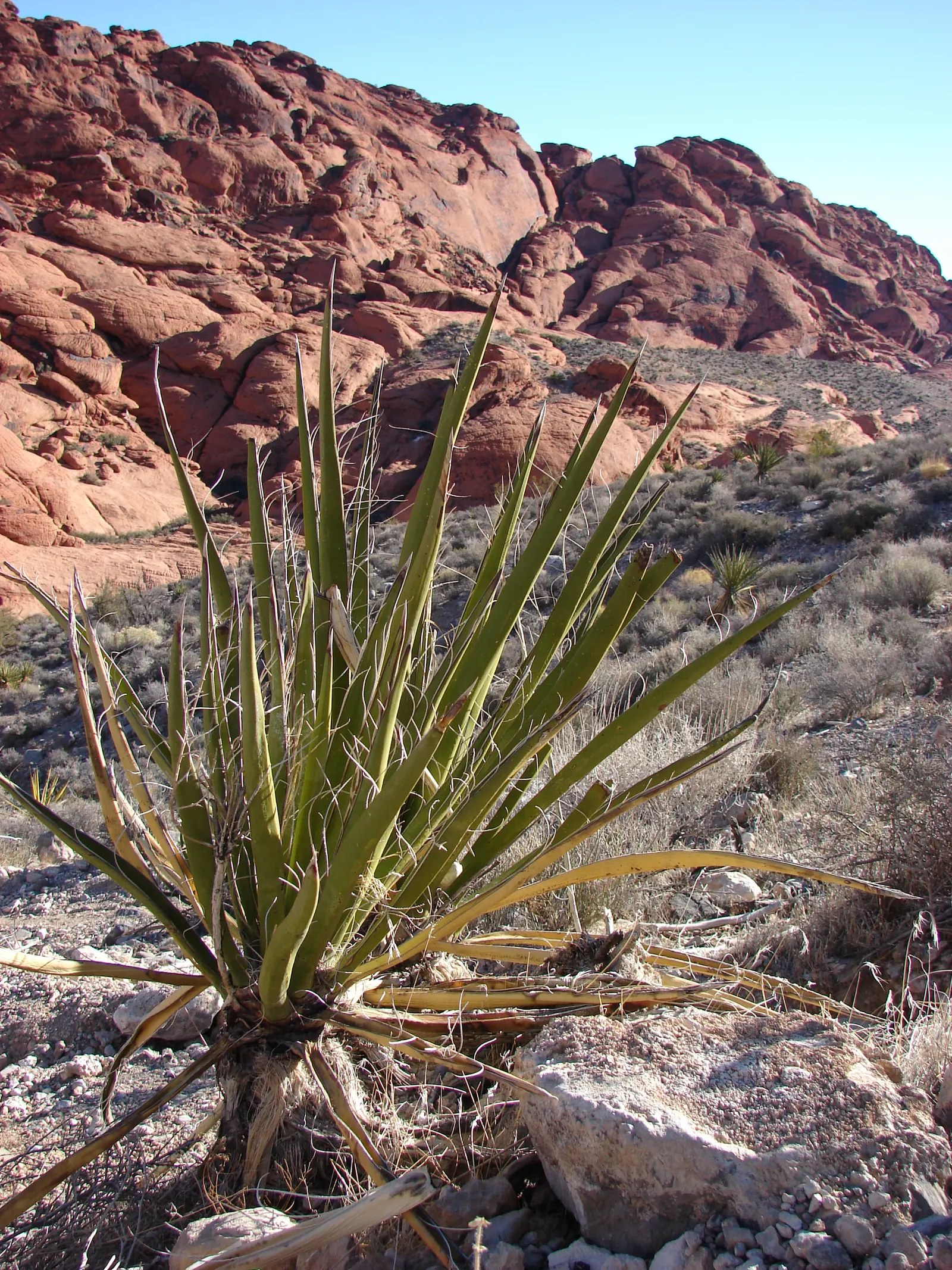 Mohave Yucca (Yucca Schidigera) — the Mohave Yucca thrives in full sun exposure and prefers well-drained soils