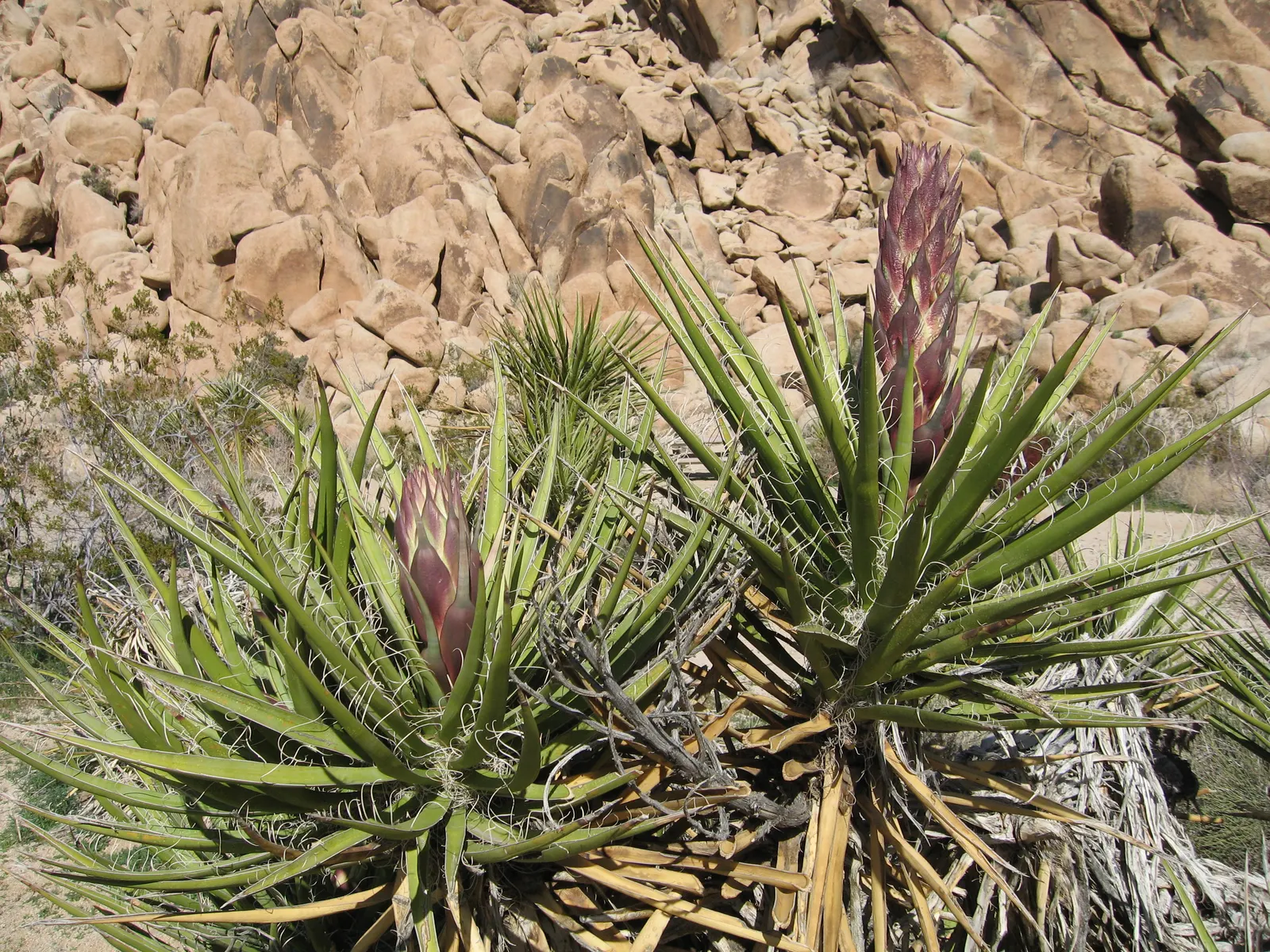 Mohave Yucca (Yucca Schidigera) — white flowers in the garden; sword-shaped leaves are typically about 1.5 to 2 feet long, image 82