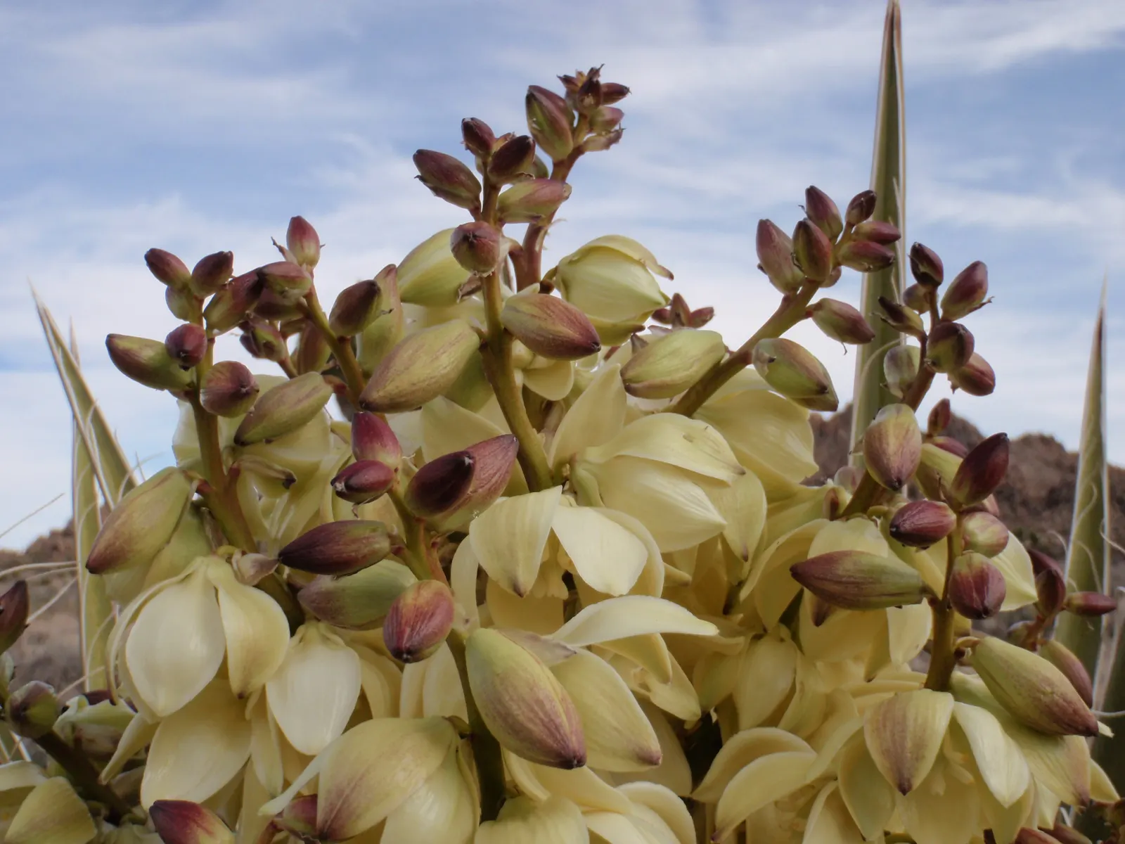 Mohave Yucca (Yucca Schidigera) — The Mojave Yucca (Yucca schidigera); an infrequent yet deep watering regimen best suits this plant, image 63