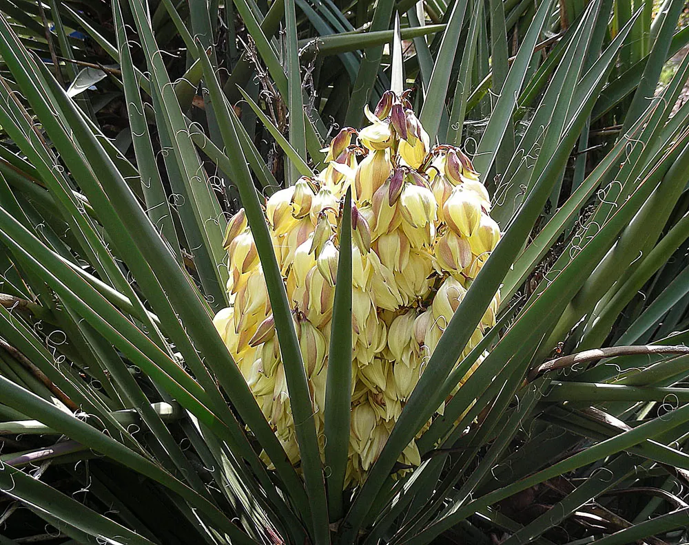 Mohave Yucca (Yucca Schidigera) — It boasts a rosette of rigid; sword-shaped leaves are typically about 1.5 to 2 feet long