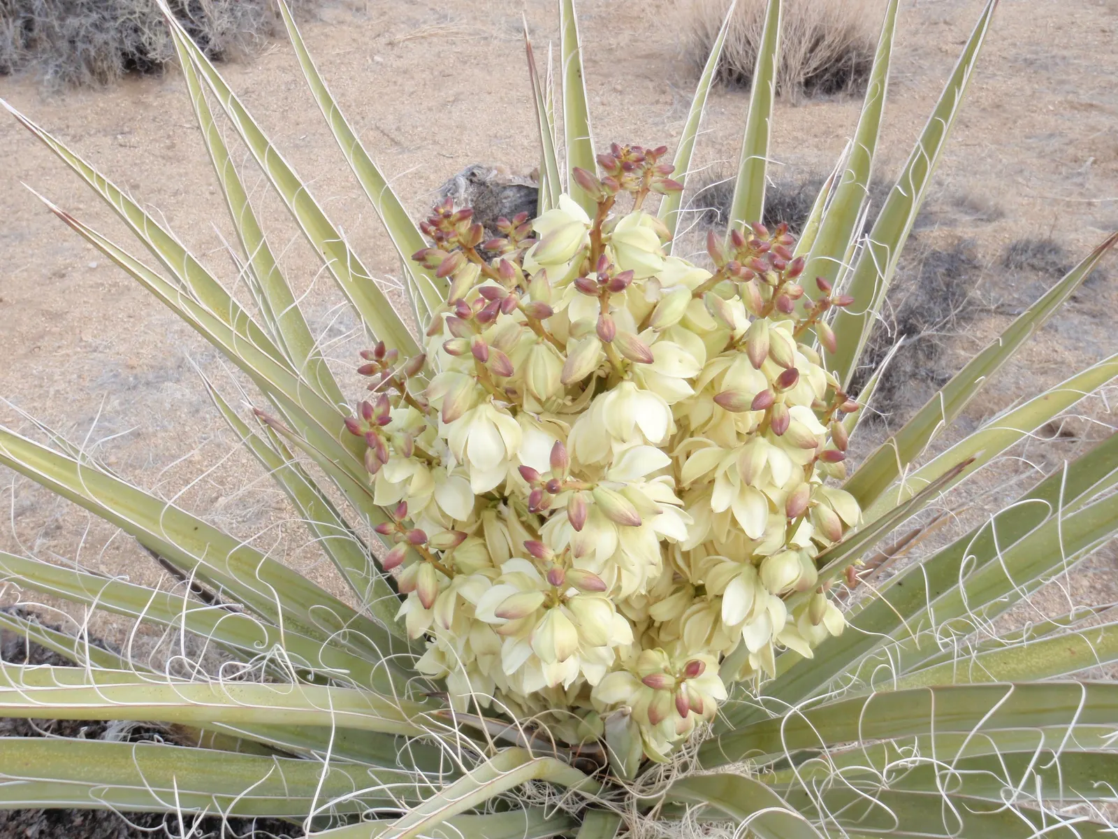 Mohave Yucca (Yucca Schidigera) — The Mohave Yucca, or Yucca schidigera, is a resilient evergreen shrub native to the deserts of the Southwest, image 57