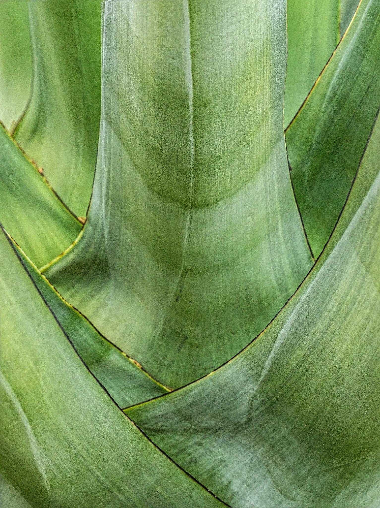 Mohave Yucca (Yucca Schidigera) — the Mojave Yucca provides not just aesthetic appeal but also doubles as habitat and food for native wildlife; enhancing the