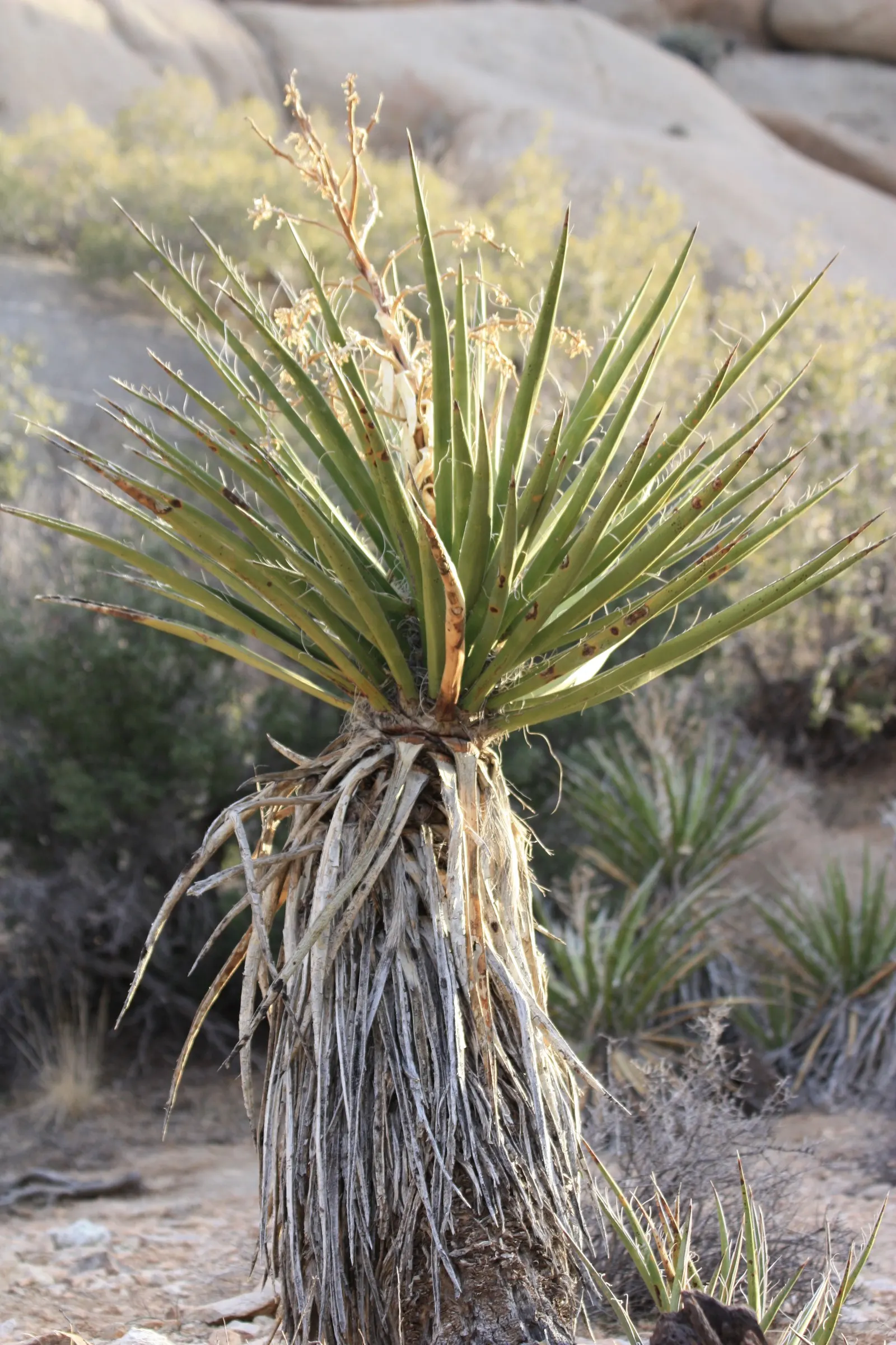 Mohave Yucca (Yucca Schidigera) — is an excellent choice for arid landscape designs