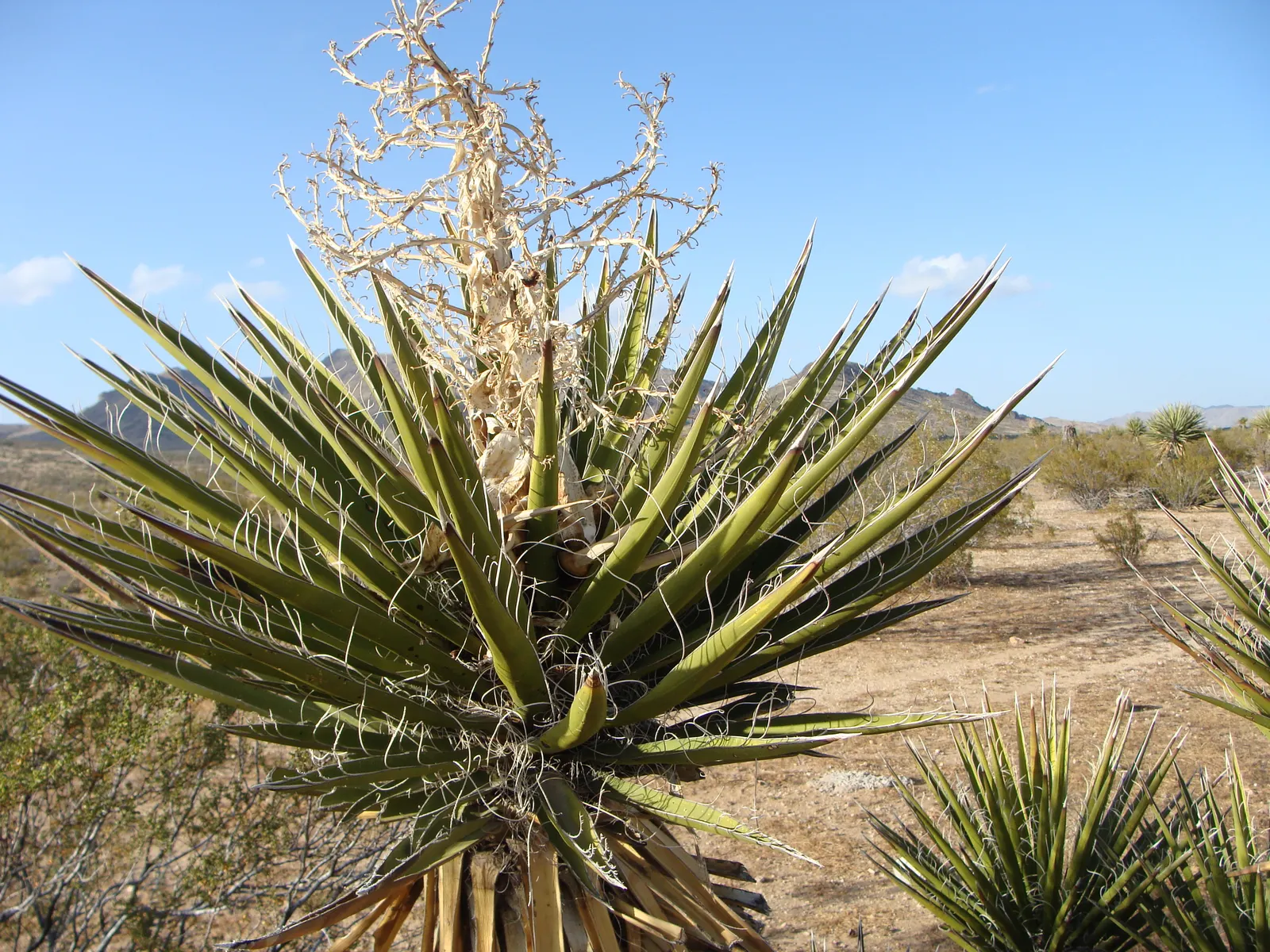 Mohave Yucca (Yucca Schidigera) — shrub for full or half; enhancing the biodiversity of your garden, image 84