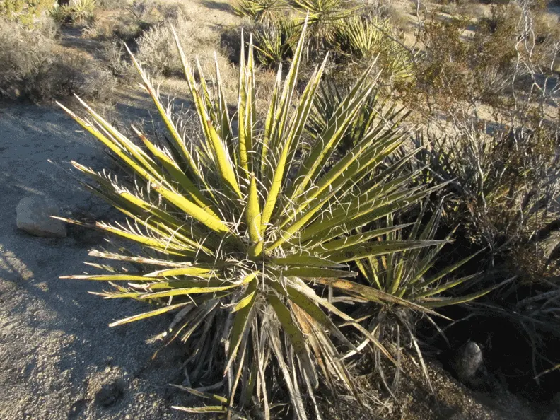 Mohave Yucca (Yucca Schidigera) — enchanting onlookers and attracting pollinating moths; reaching 5 to 16 feet tall