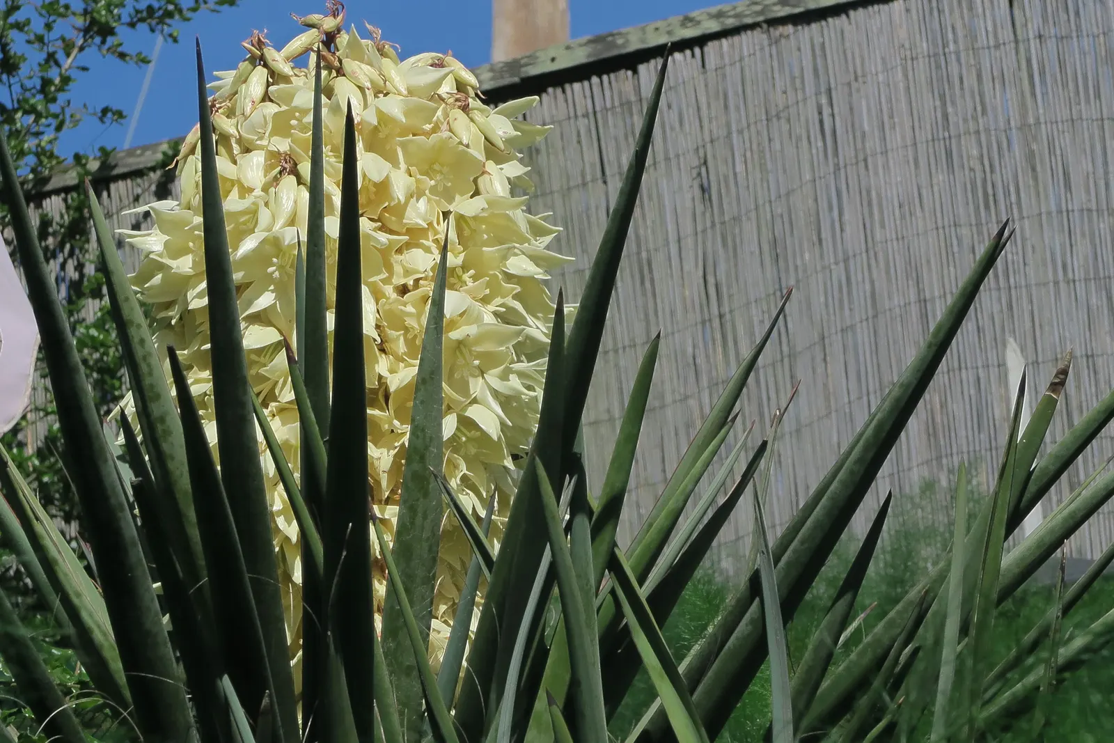 Mohave Yucca (Yucca Schidigera) — sword-shaped leaves are typically about 1.5 to 2 feet long; an infrequent yet deep watering regimen best suits this plant