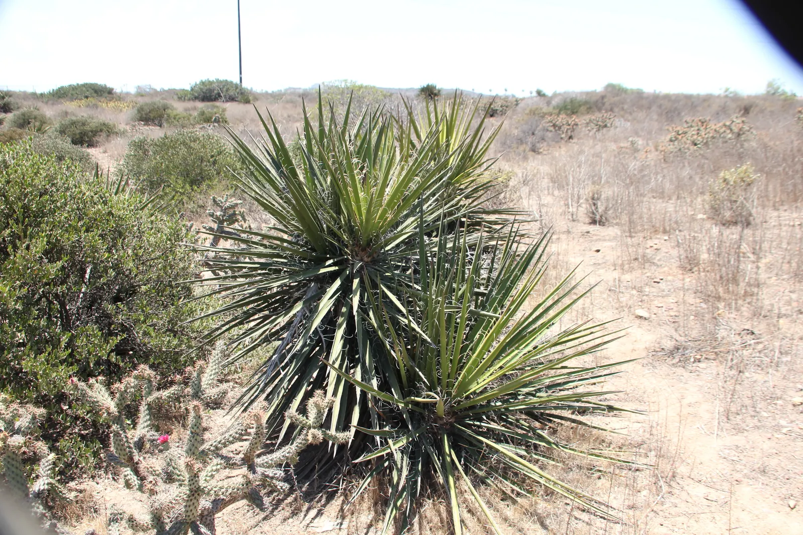 Mohave Yucca (Yucca Schidigera) — An infrequent yet deep watering regimen best suits this plant; sword-shaped leaves are typically about 1.5 to 2, image 74
