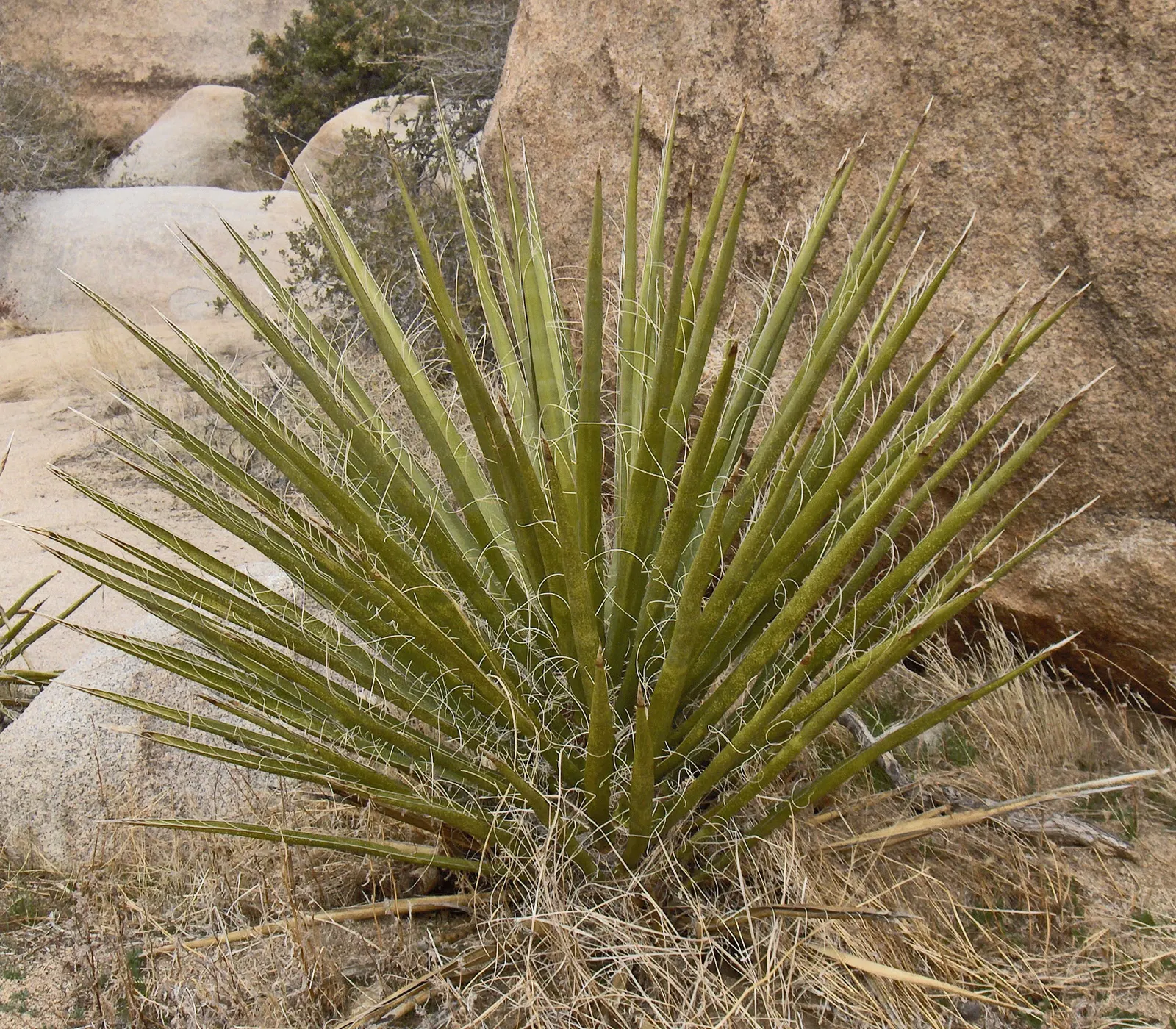 Mohave Yucca (Yucca Schidigera) — arranged in a dense rosette