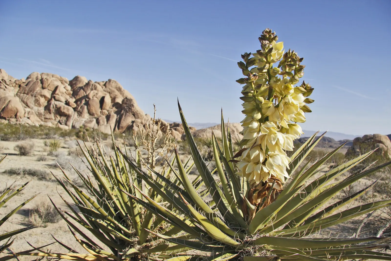 Mohave Yucca (Yucca Schidigera) — enchanting onlookers and attracting pollinating moths
