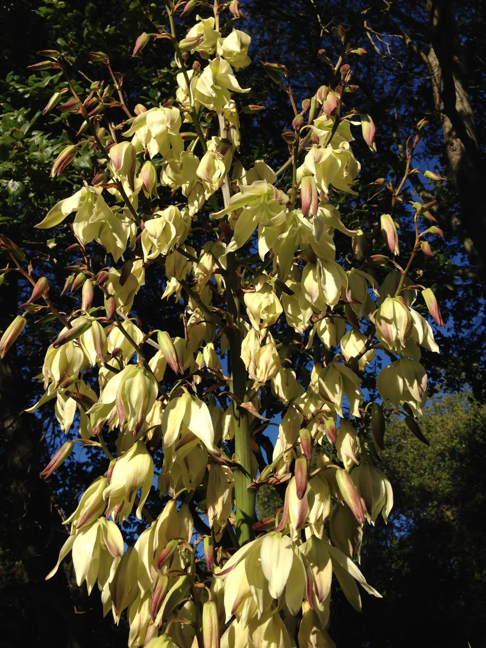 Mohave Yucca (Yucca Schidigera) — this yucca often reaches heights of 5 to 16 feet and can spread approximately 10 feet across when mature