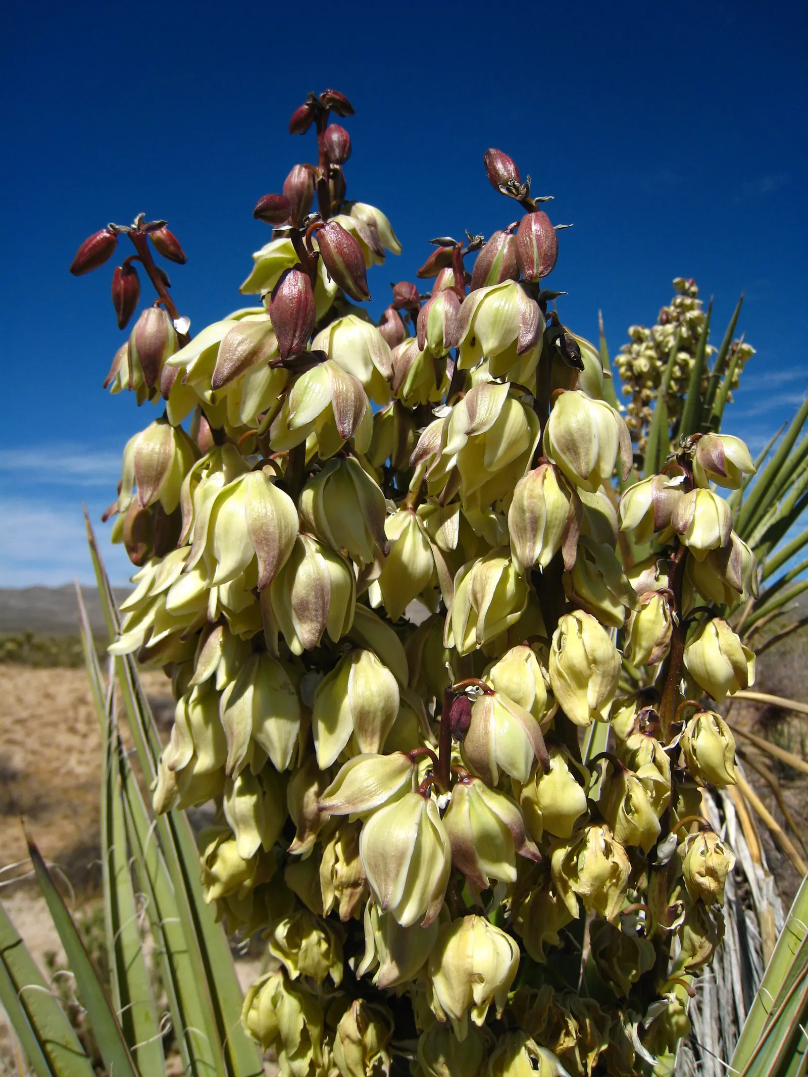 Mohave Yucca (Yucca Schidigera) — enhancing the biodiversity of your garden; reaching 5 to 16 feet tall