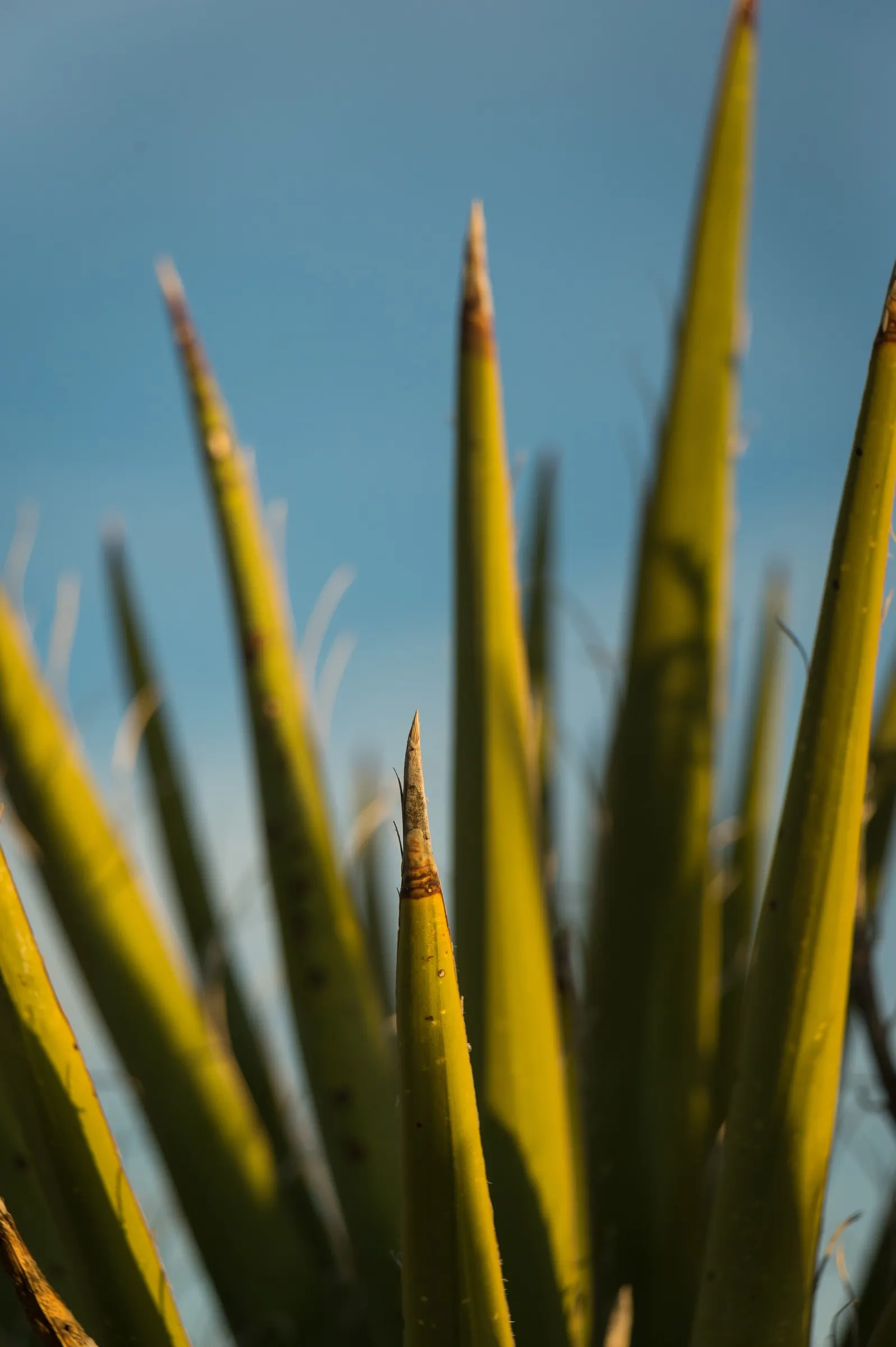 Mohave Yucca (Yucca Schidigera) — When considering this plant for landscape design