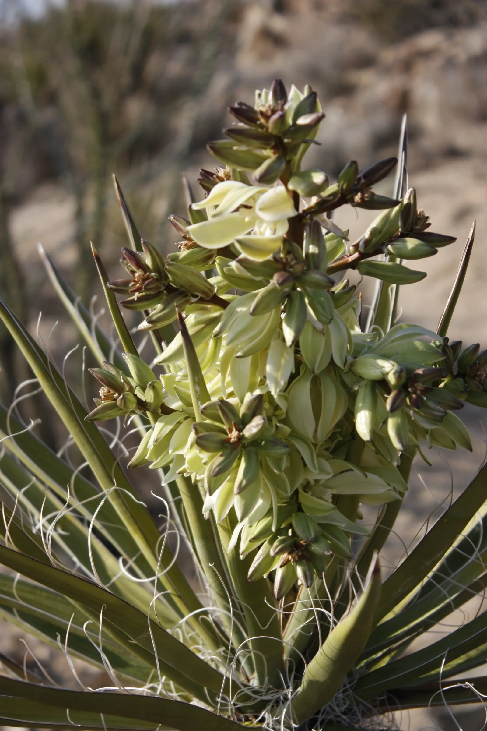 Mohave Yucca (Yucca Schidigera) — The Mojave Yucca (Yucca schidigera); an infrequent yet deep watering regimen best suits this plant