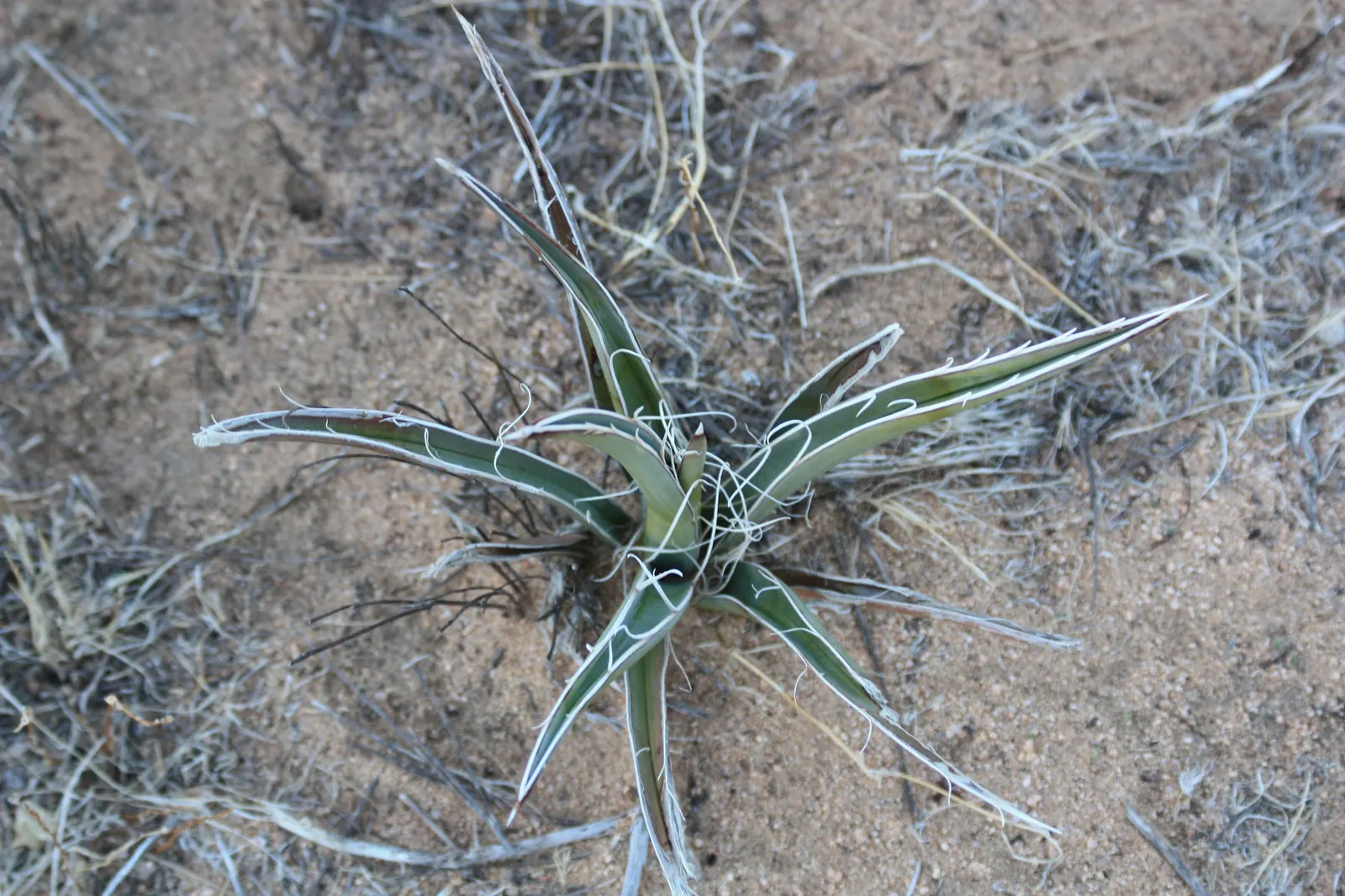 Mohave Yucca (Yucca Schidigera) — enhancing the biodiversity of your garden; reaching 5 to 16 feet tall, image 81