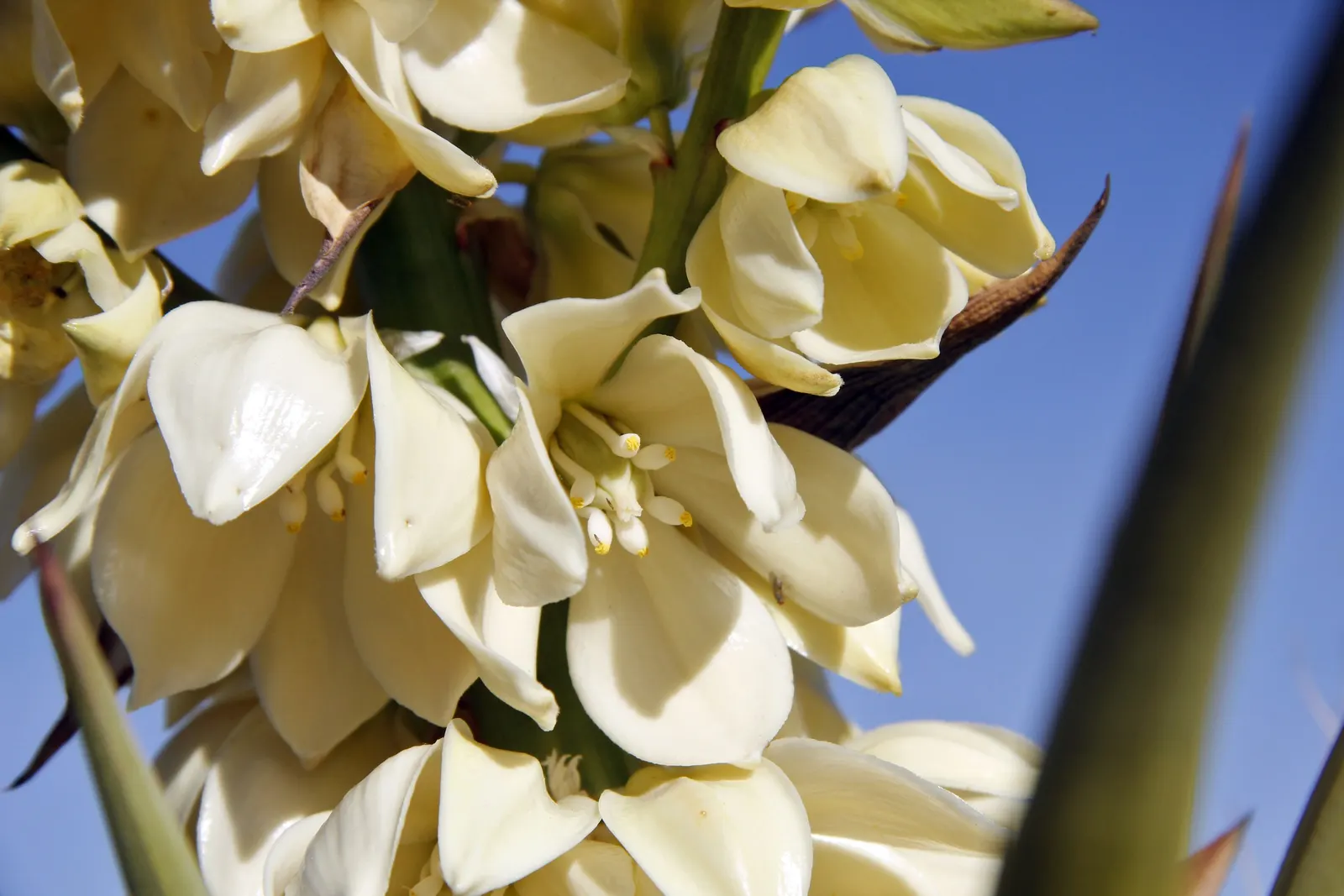 Mohave Yucca (Yucca Schidigera) — this yucca often reaches heights of 5 to 16 feet and can spread approximately 10 feet across when mature; sword-shaped leaves