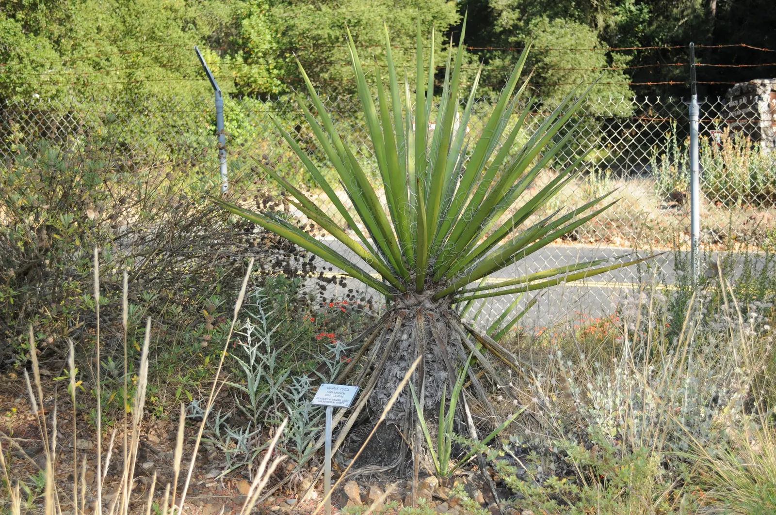 Mohave Yucca (Yucca Schidigera) — Spectacular, bell-shaped white or cream flowers bloom in spring on 3-foot panicles, attracting pollinators