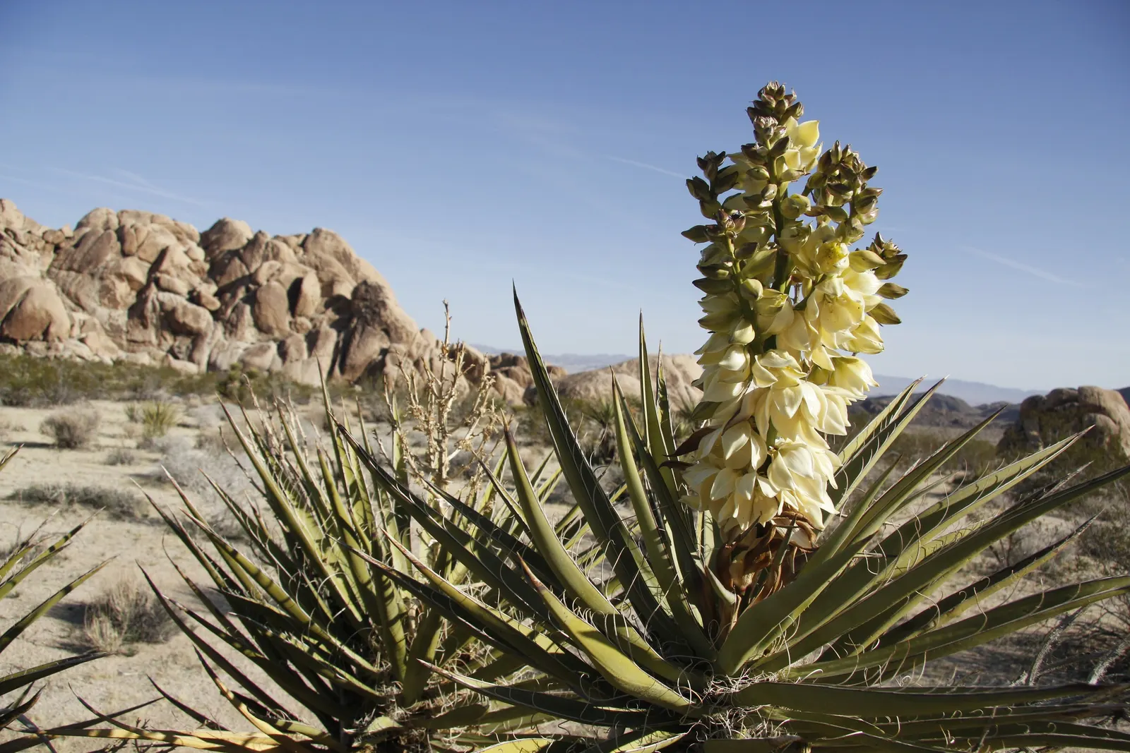 Mohave Yucca (Yucca Schidigera) — note that its sharp leaves should be placed away from pedestrian pathways; an infrequent yet deep watering regimen best suits