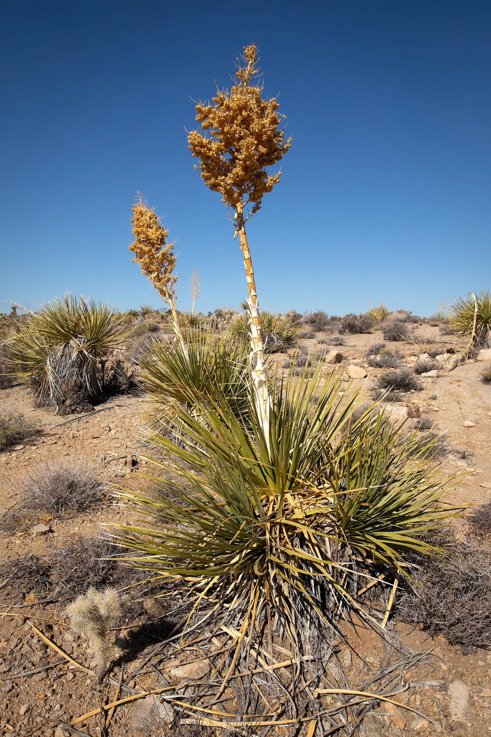 Mohave Yucca (Yucca Schidigera) — shrub with white blooms