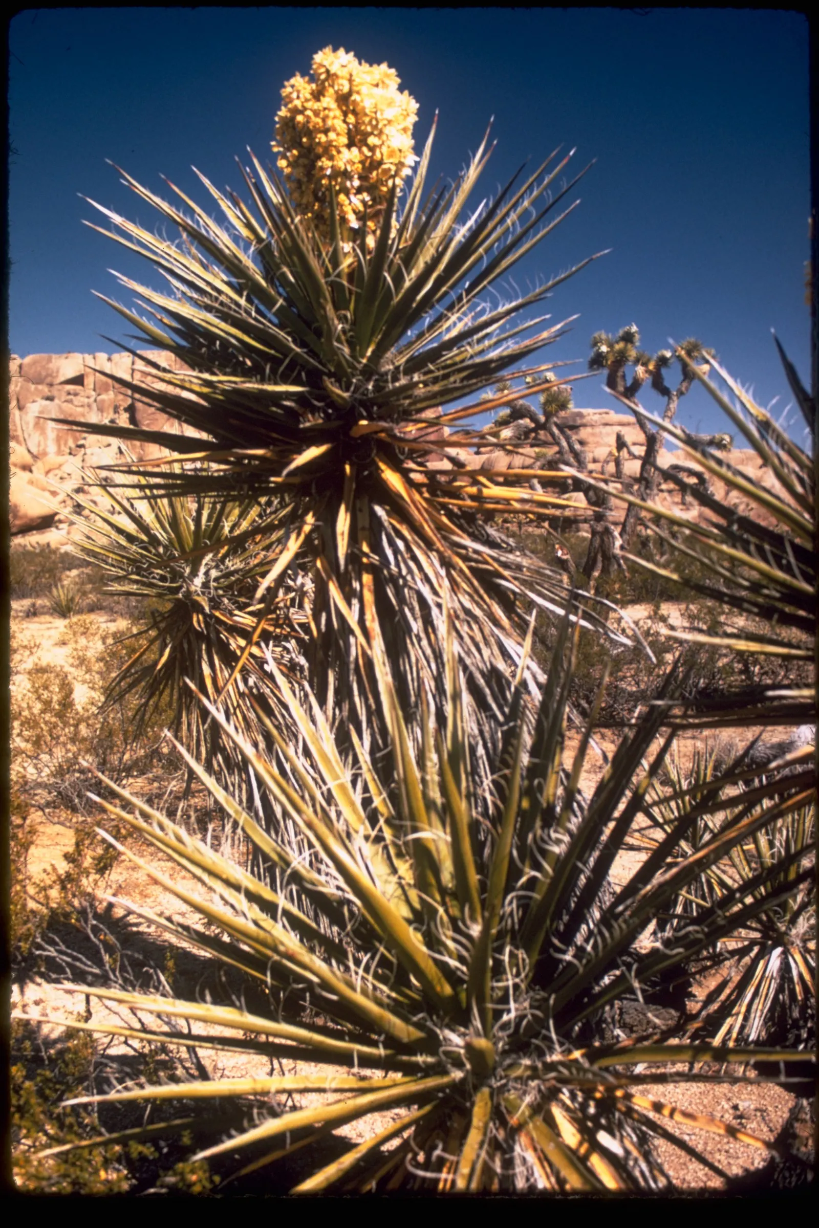 Mohave Yucca (Yucca Schidigera) — which blossom on a 2 to 3-foot tall spike