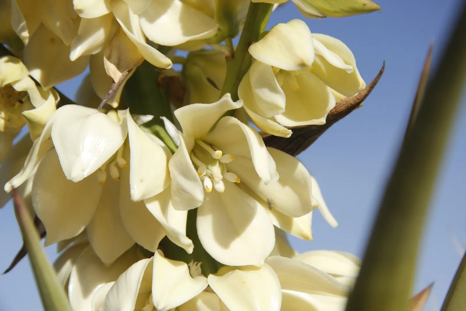 Mohave Yucca (Yucca Schidigera) — is an excellent choice for arid landscape designs; reaching 5 to 16 feet tall, image 65
