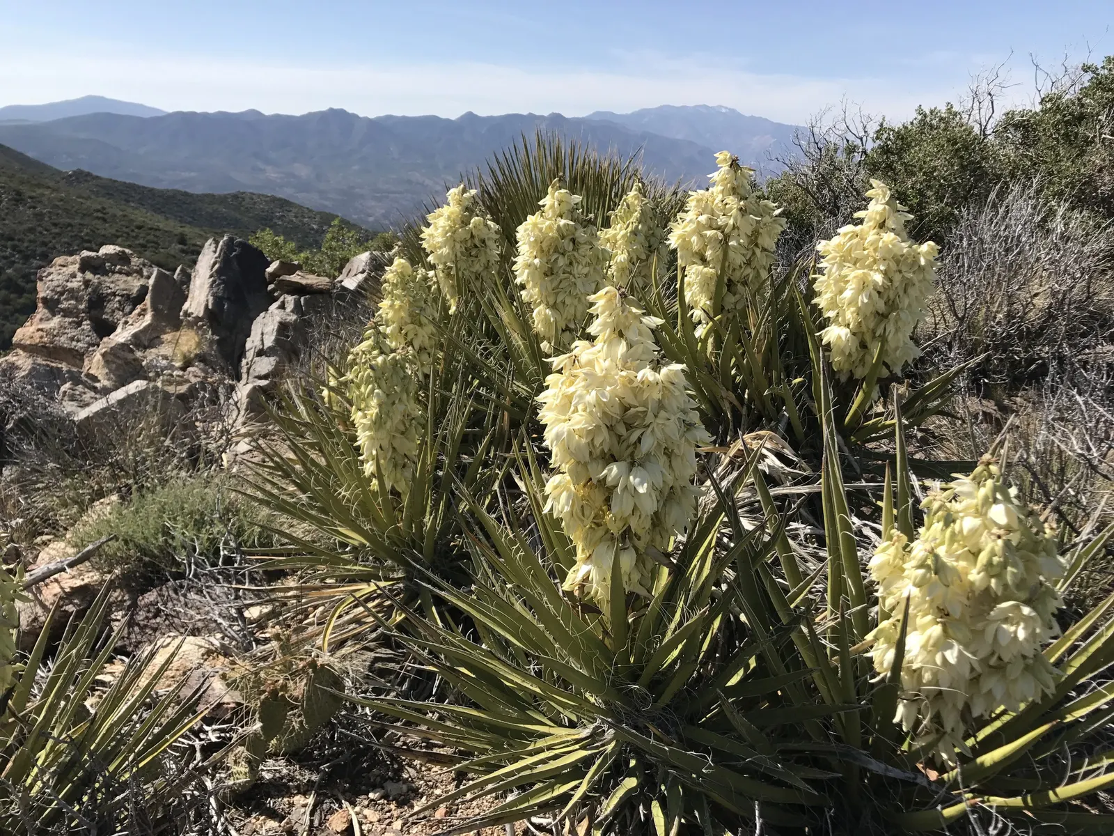 Mohave Yucca (Yucca Schidigera) — a striking evergreen plant native to the Mojave Desert; enhancing the biodiversity of your garden