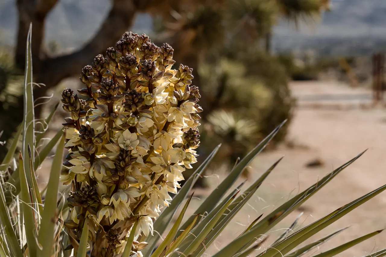 Mohave Yucca (Yucca Schidigera) — a striking evergreen plant native to the Mojave Desert